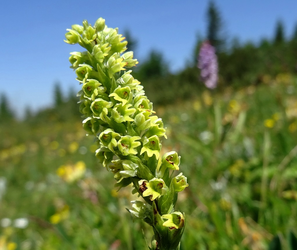 Pseudorchis albida .JPG