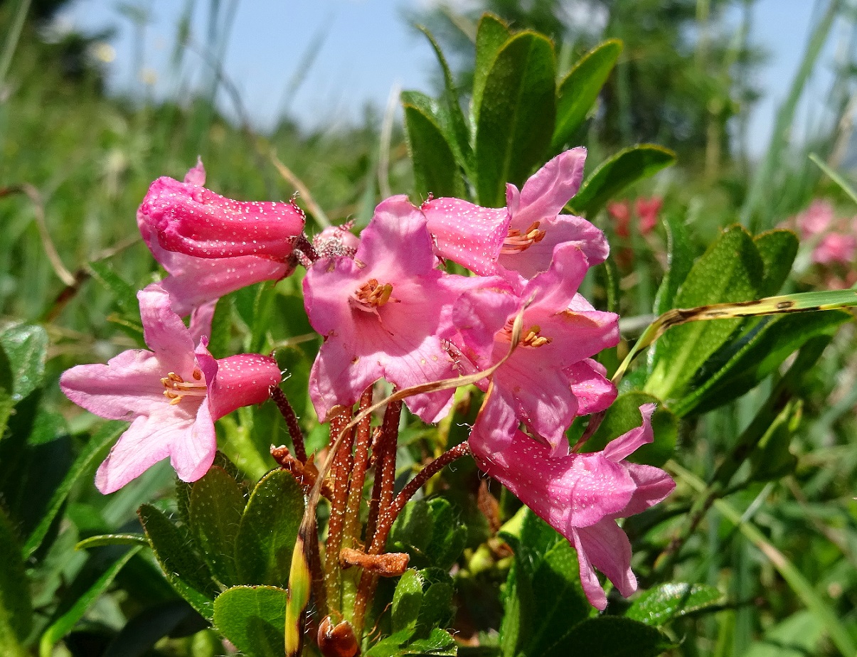 Rhododendron hirsutum.JPG