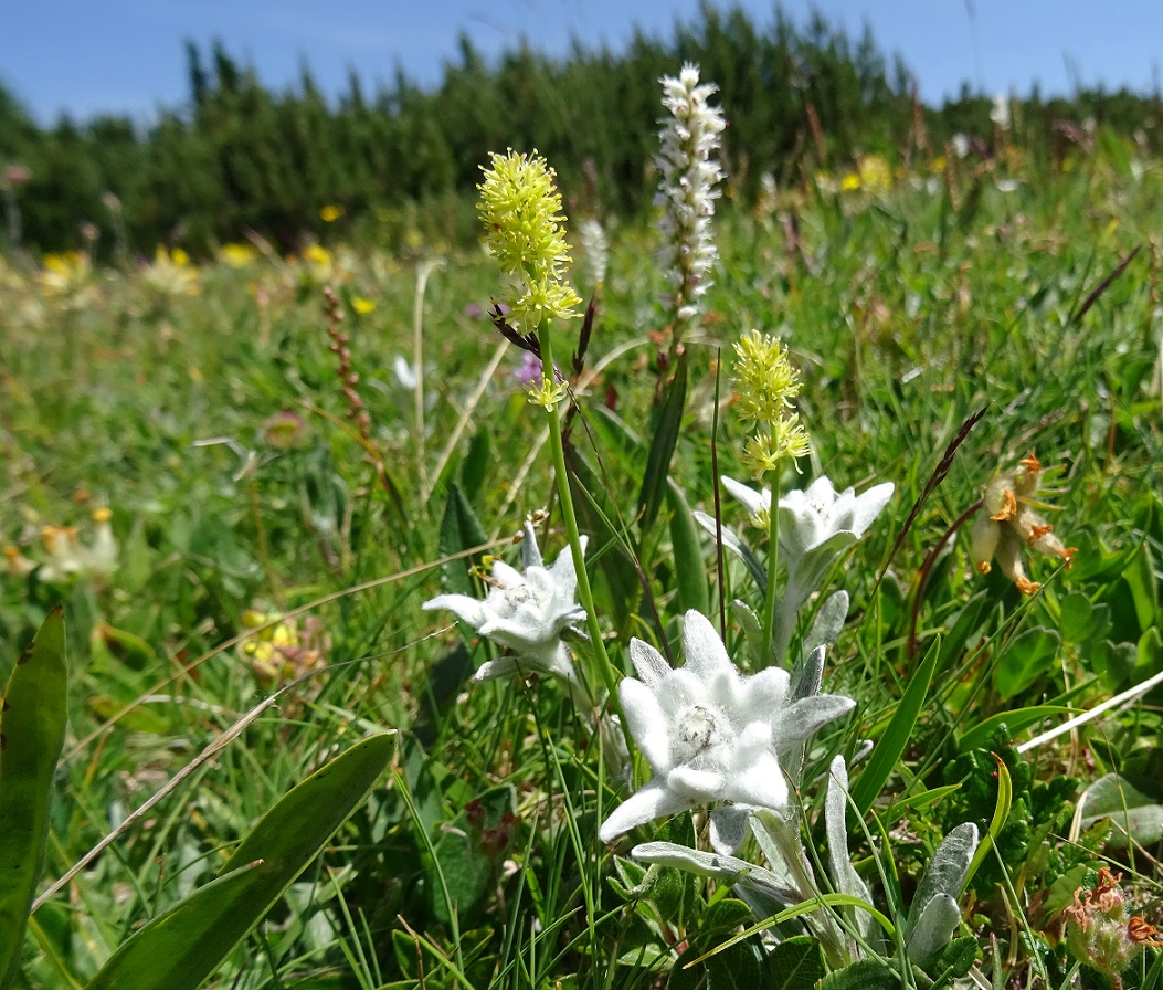 Tofieldia calyculata, u.a. .JPG