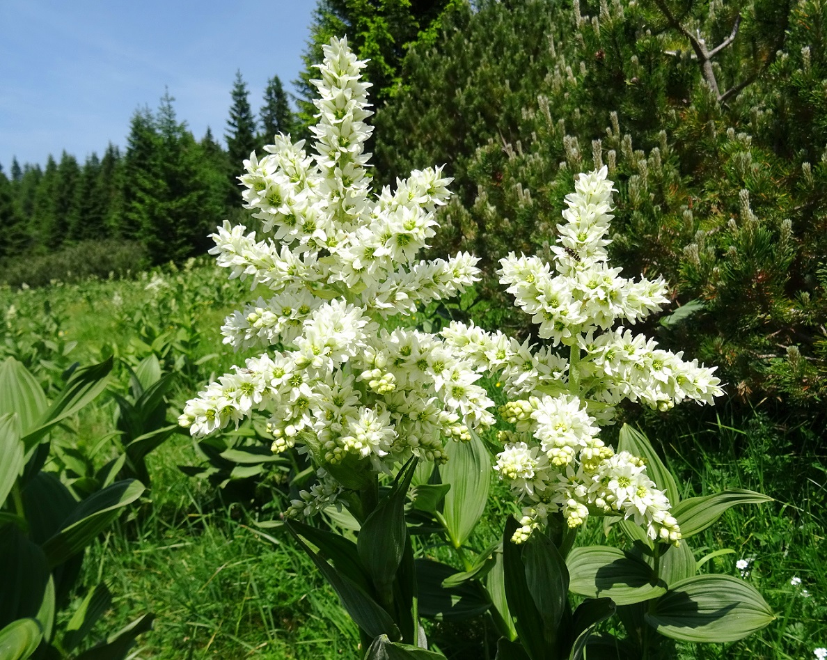 Veratrum album subsp. album.JPG