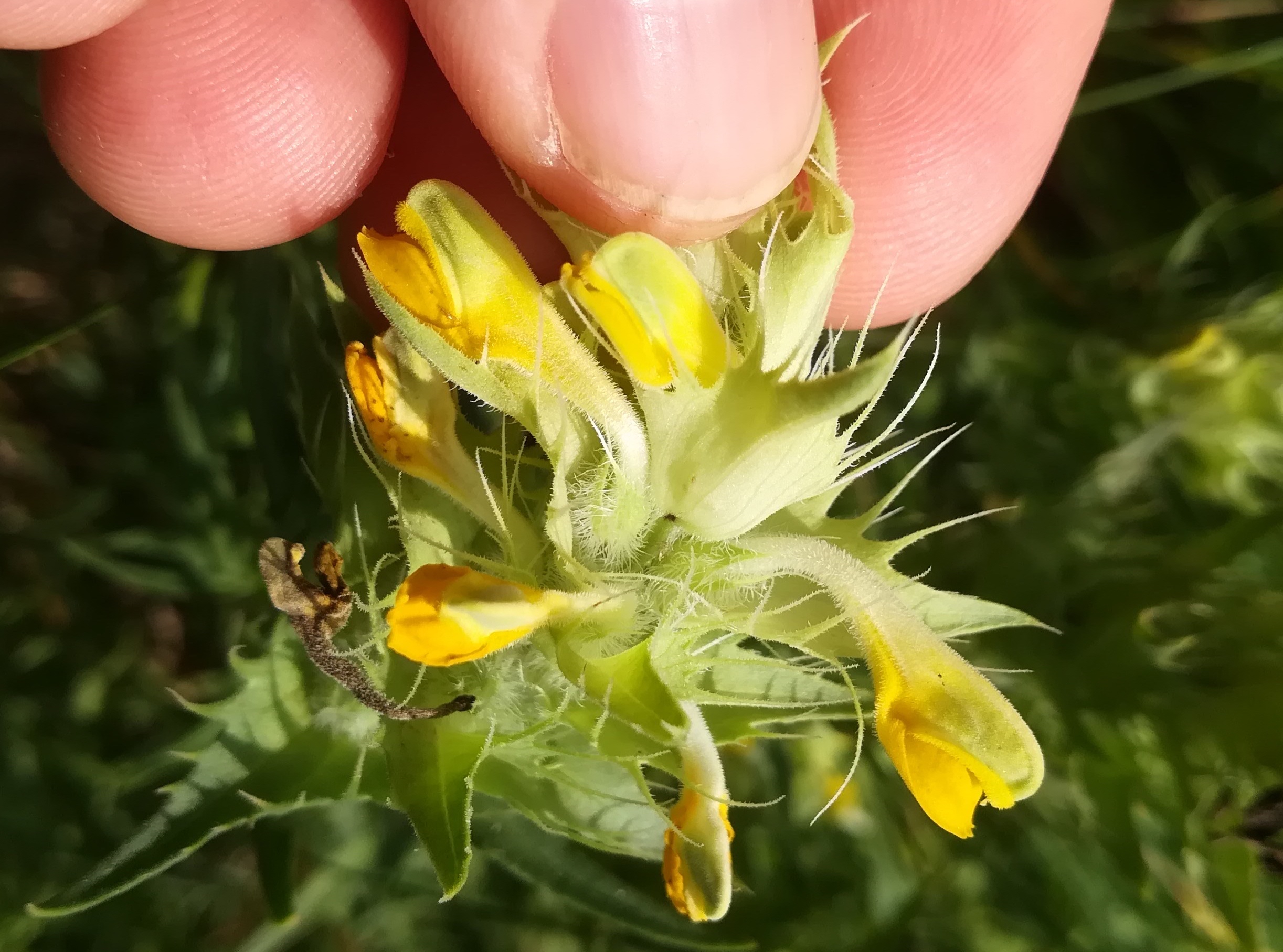 melampyrum barbatum mödling eichkogel weinberge_20180611_140732.jpg