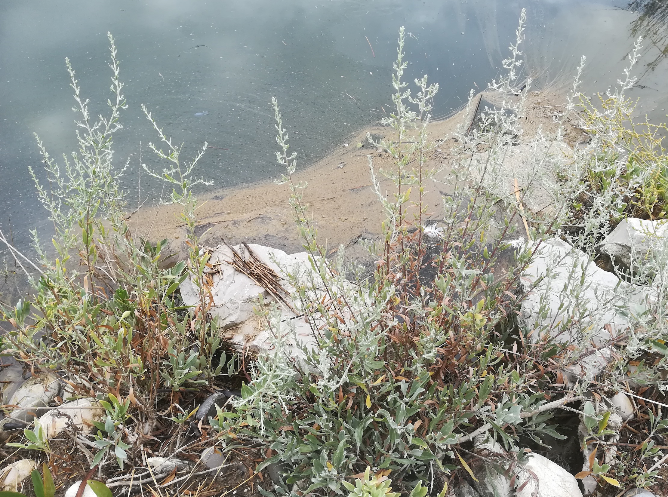 artemisia caerulescens subsp. caerulescens foce dell'isonzo friaul-julisch venetien italien_20220730_115954.jpg