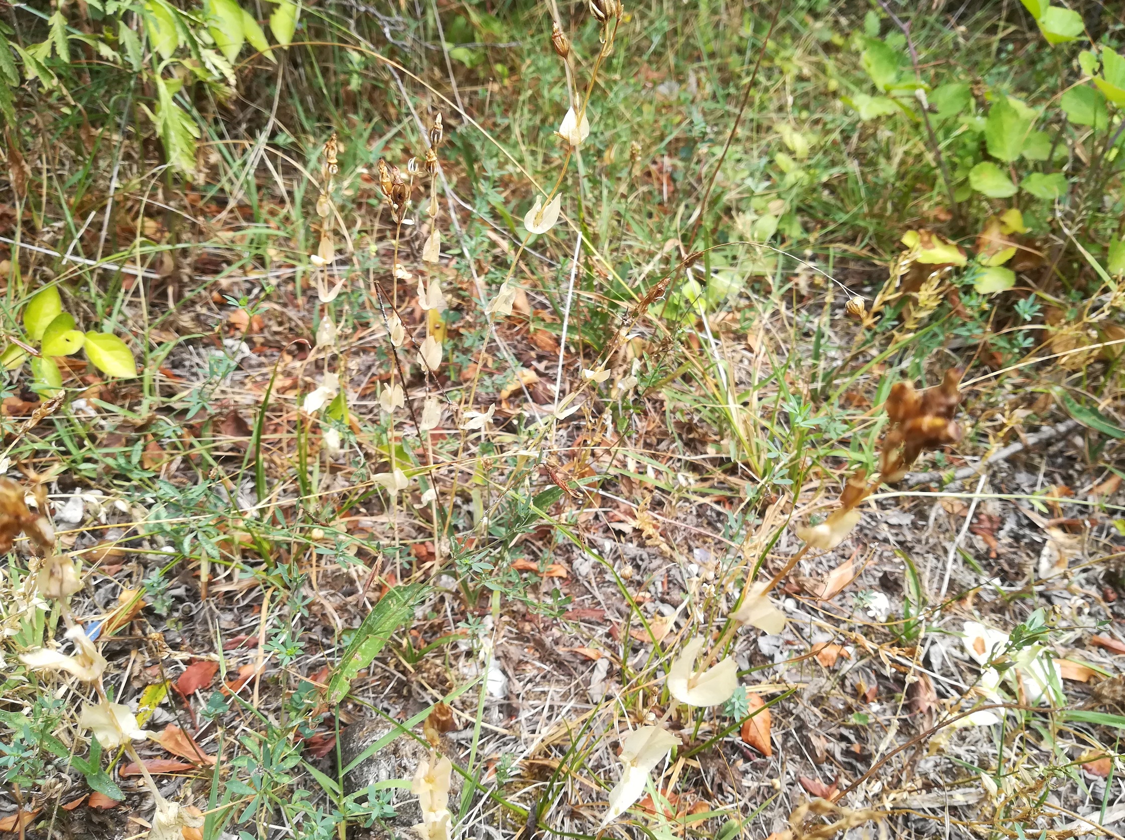 blackstonia perfoliata subsp. perfoliata foce dell'isonzo friaul-julisch venetien italien_20220730_122443.jpg