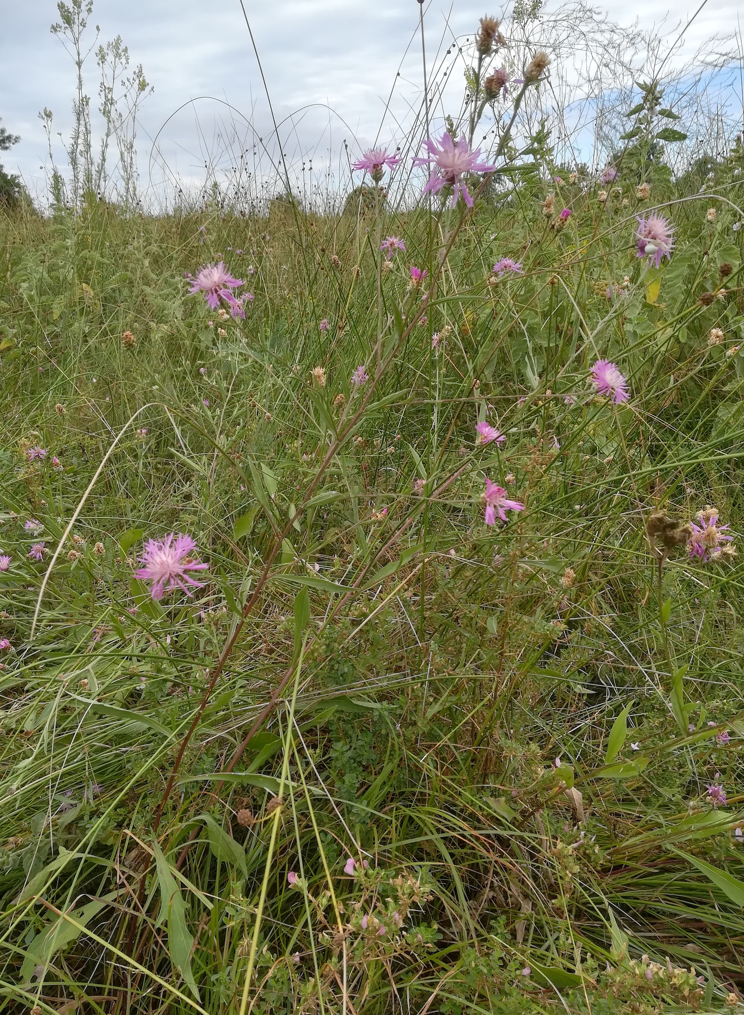 centaurea jacea subsp. forojulensis foce dell'isonzo friaul-julisch venetien italien_20220730_111805.jpg