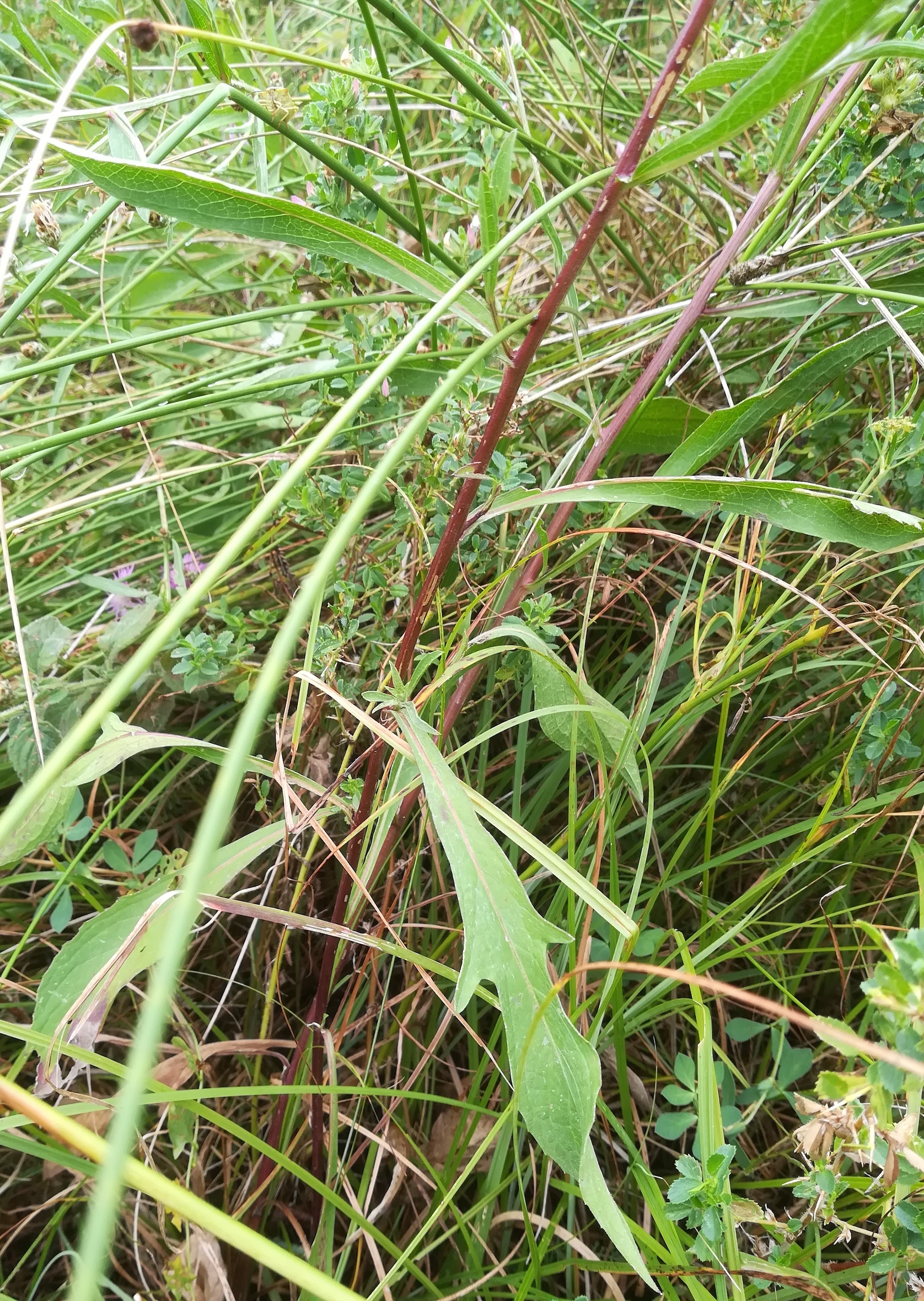 centaurea jacea subsp. forojulensis foce dell'isonzo friaul-julisch venetien italien_20220730_111815.jpg