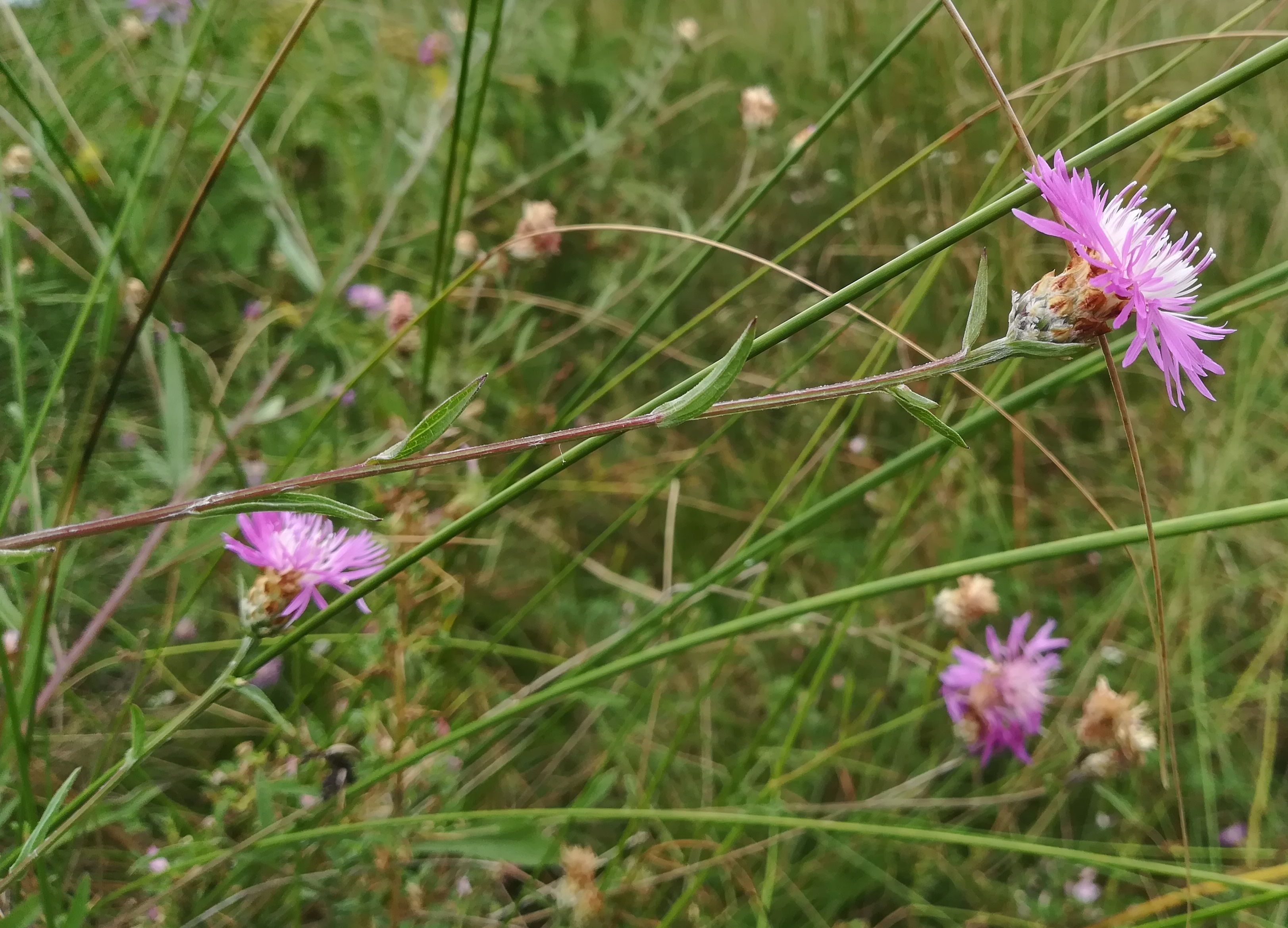 centaurea jacea subsp. forojulensis foce dell'isonzo friaul-julisch venetien italien_20220730_111826.jpg