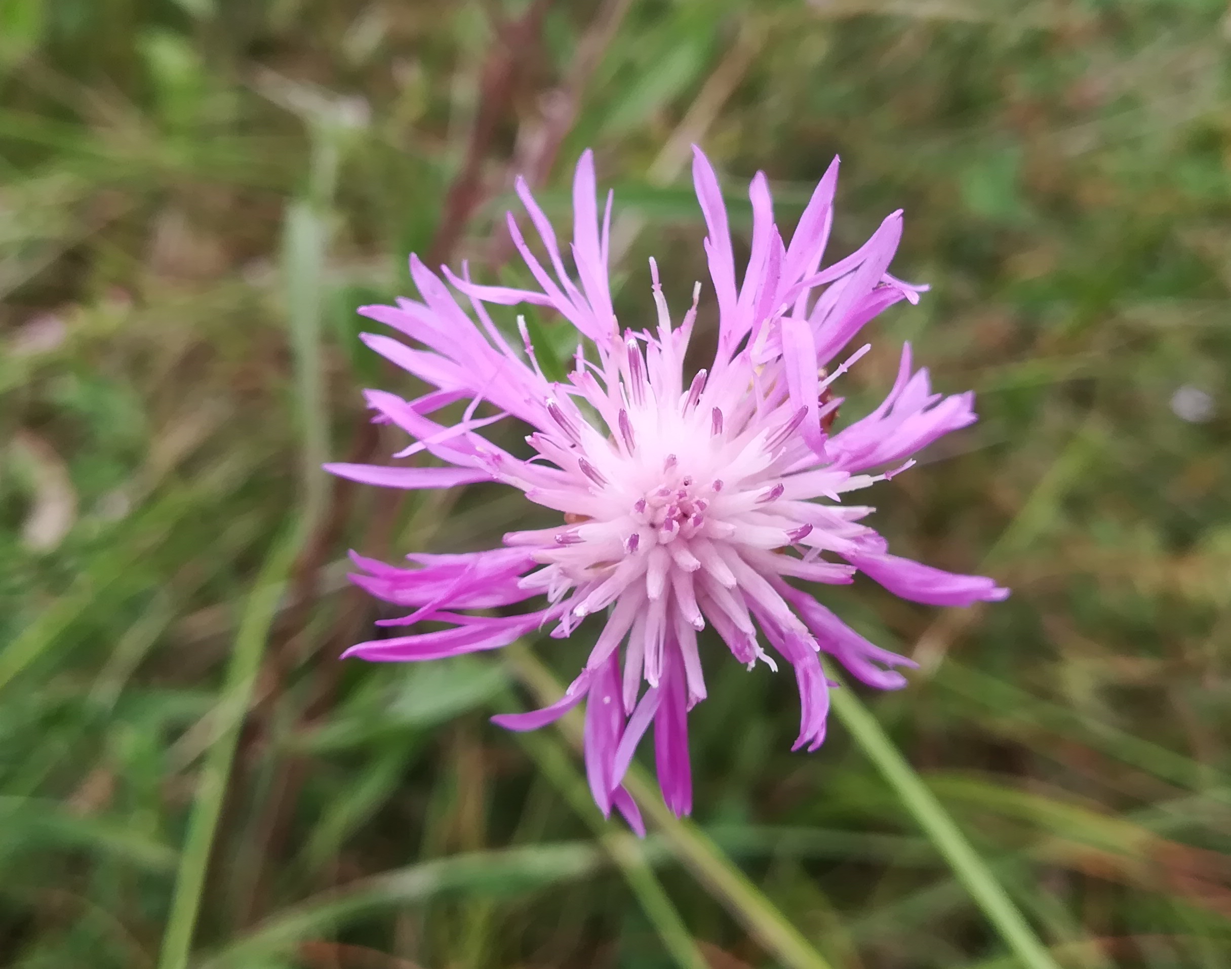 centaurea jacea subsp. forojulensis foce dell'isonzo friaul-julisch venetien italien_20220730_111831.jpg