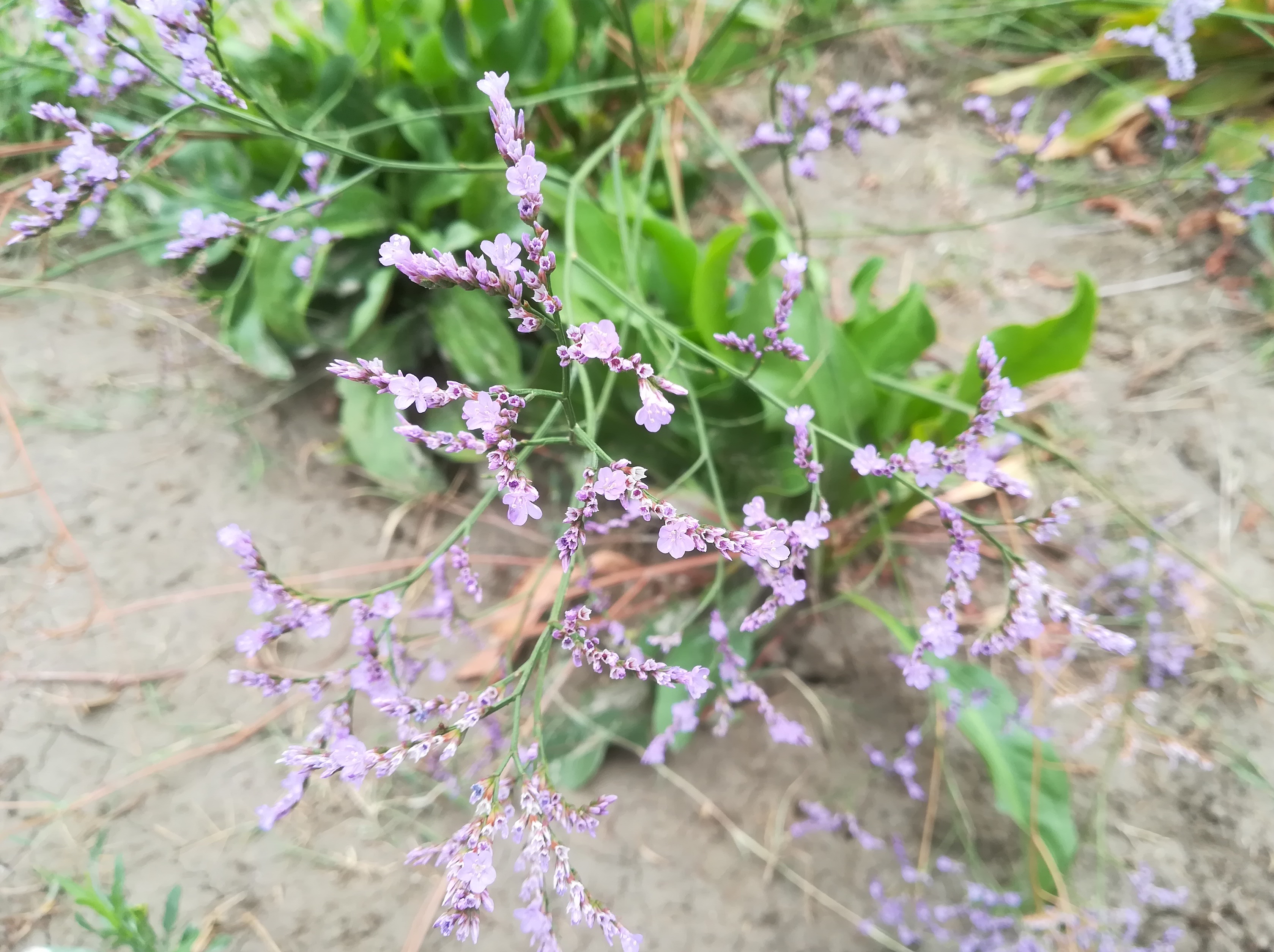 limonium narbonense foce dell'isonzo friaul-julisch venetien italien_20220730_112711.jpg