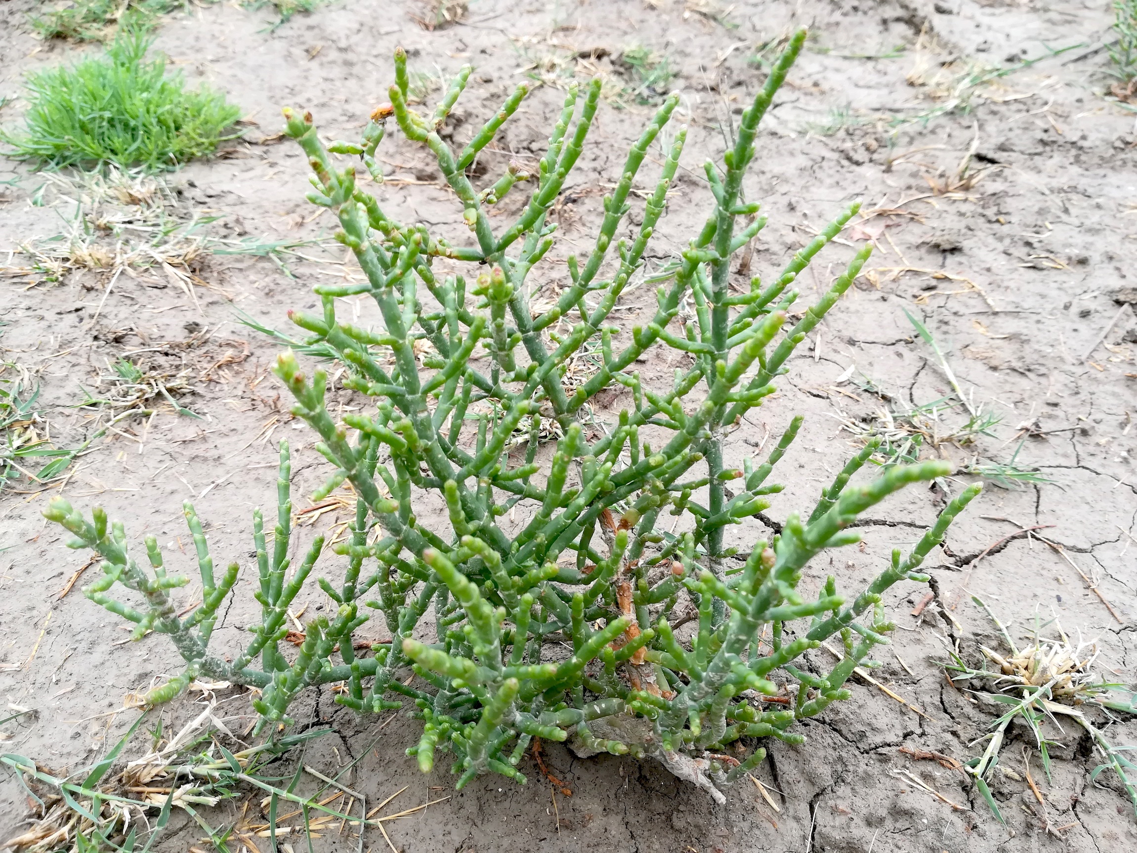 salicornia europaea agg. foce dell'isonzo friaul-julisch venetien italien_20220730_112921.jpg