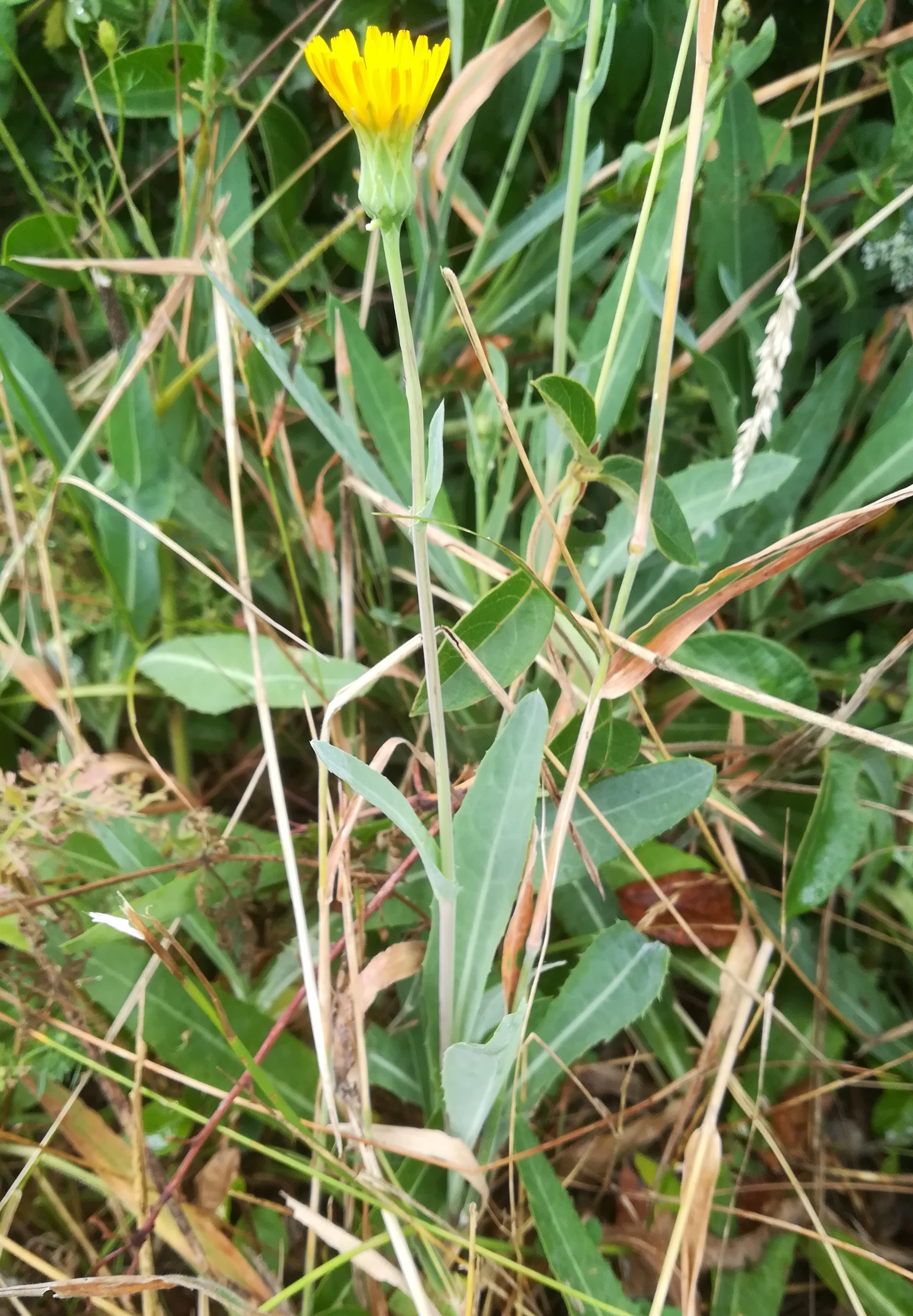 sonchus maritimus foce dell'isonzo friaul-julisch venetien italien_20220730_112255.jpg