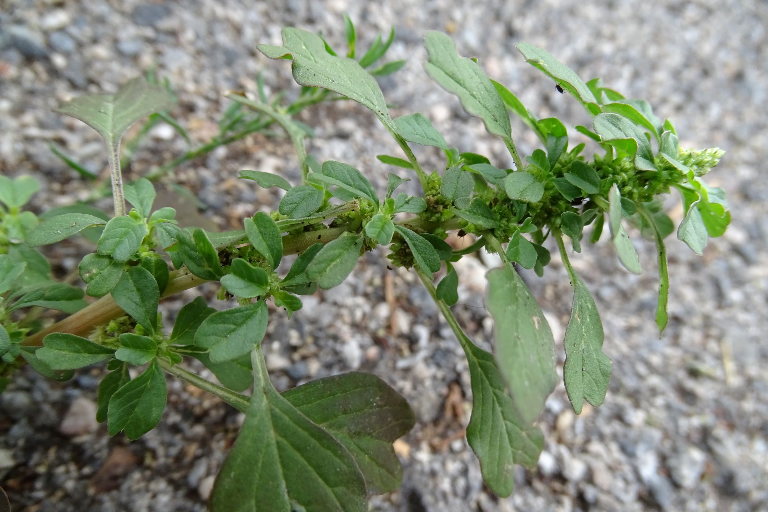 DSC03507 amaranthus blitum emarginatus cf. emarginatus, eissalon isola bella, groß-enzersdorf, 2022-08-06.JPG