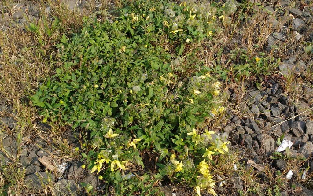 Clematis tangutica Überblick.jpg