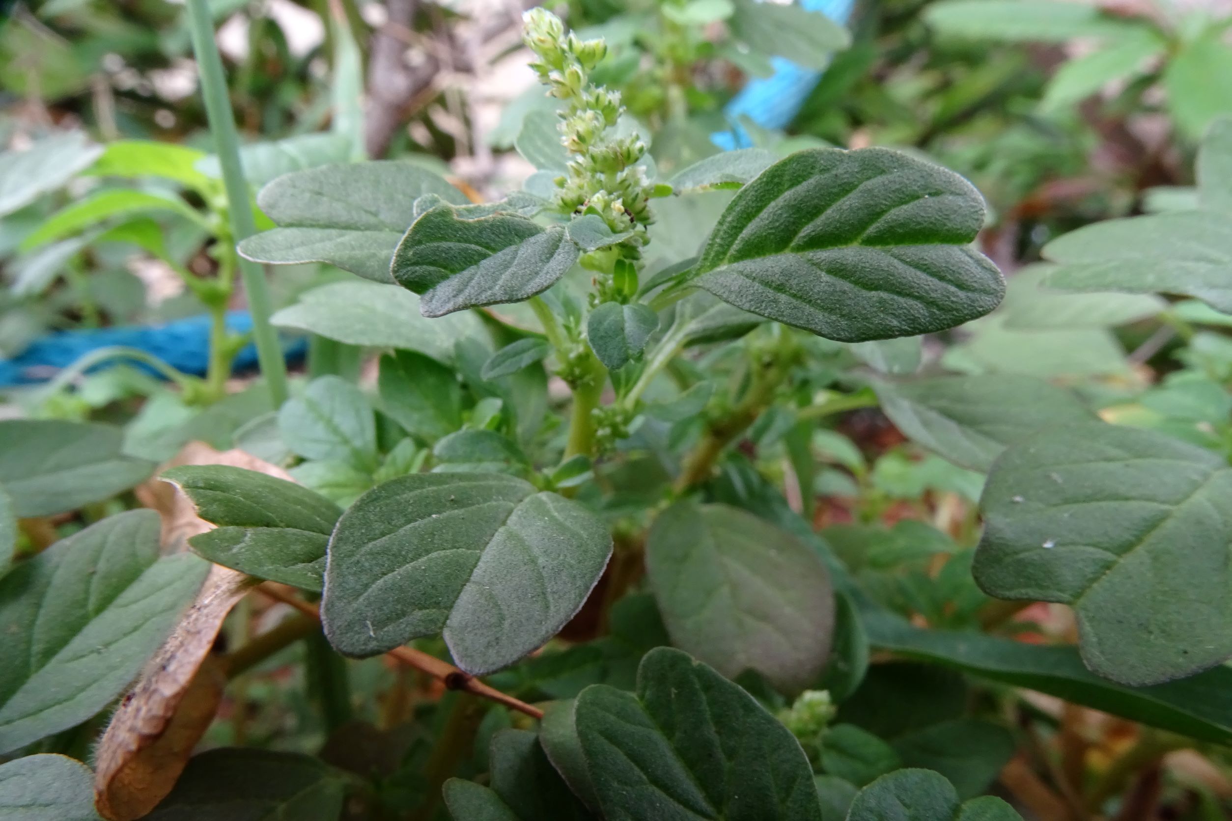 DSC03515 amaranthus blitum emarginatus cf. emarginatus, eissalon isola bella, groß-enzersdorf, 2022-08-06.JPG