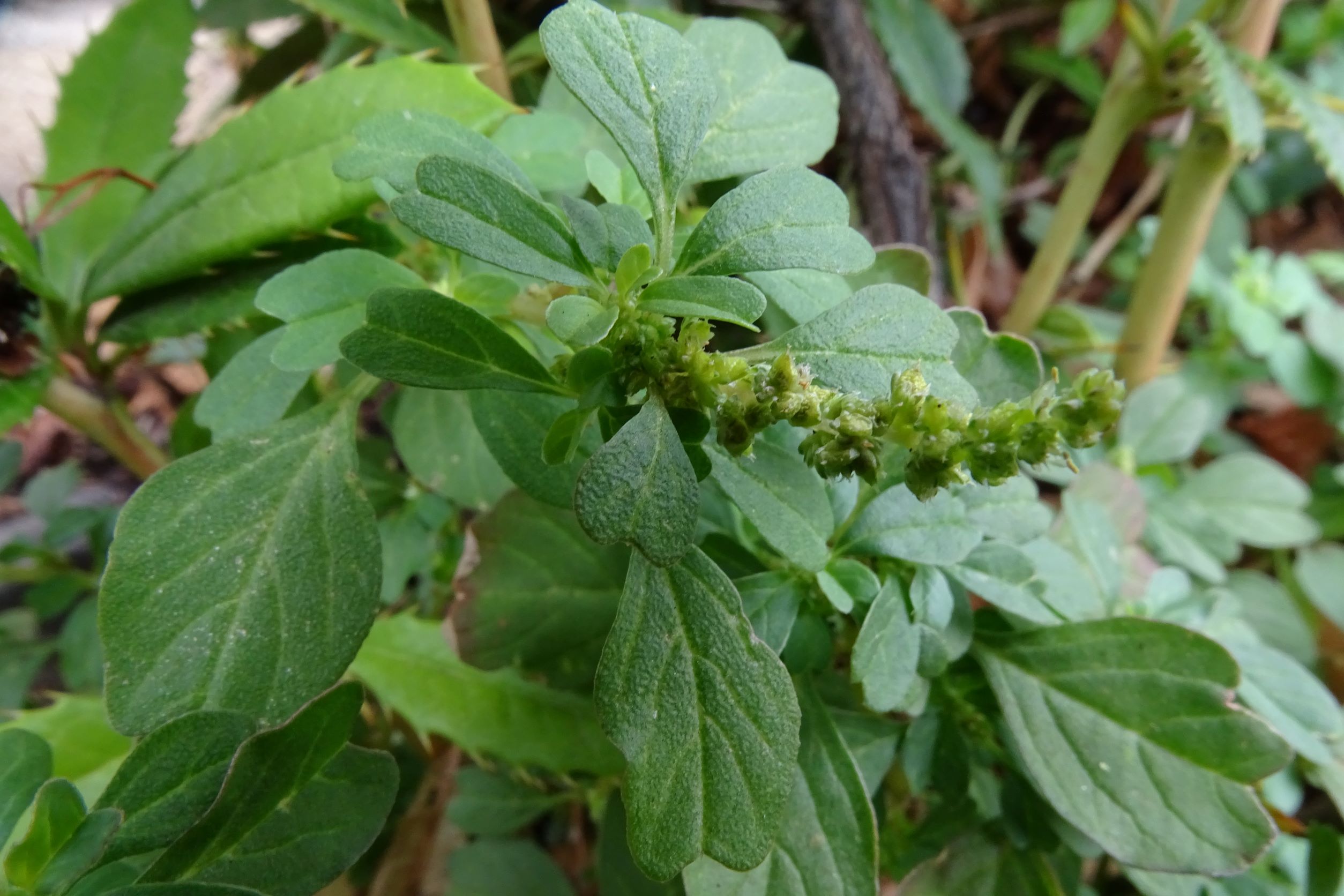 DSC03517 amaranthus blitum emarginatus cf. emarginatus, eissalon isola bella, groß-enzersdorf, 2022-08-06.JPG