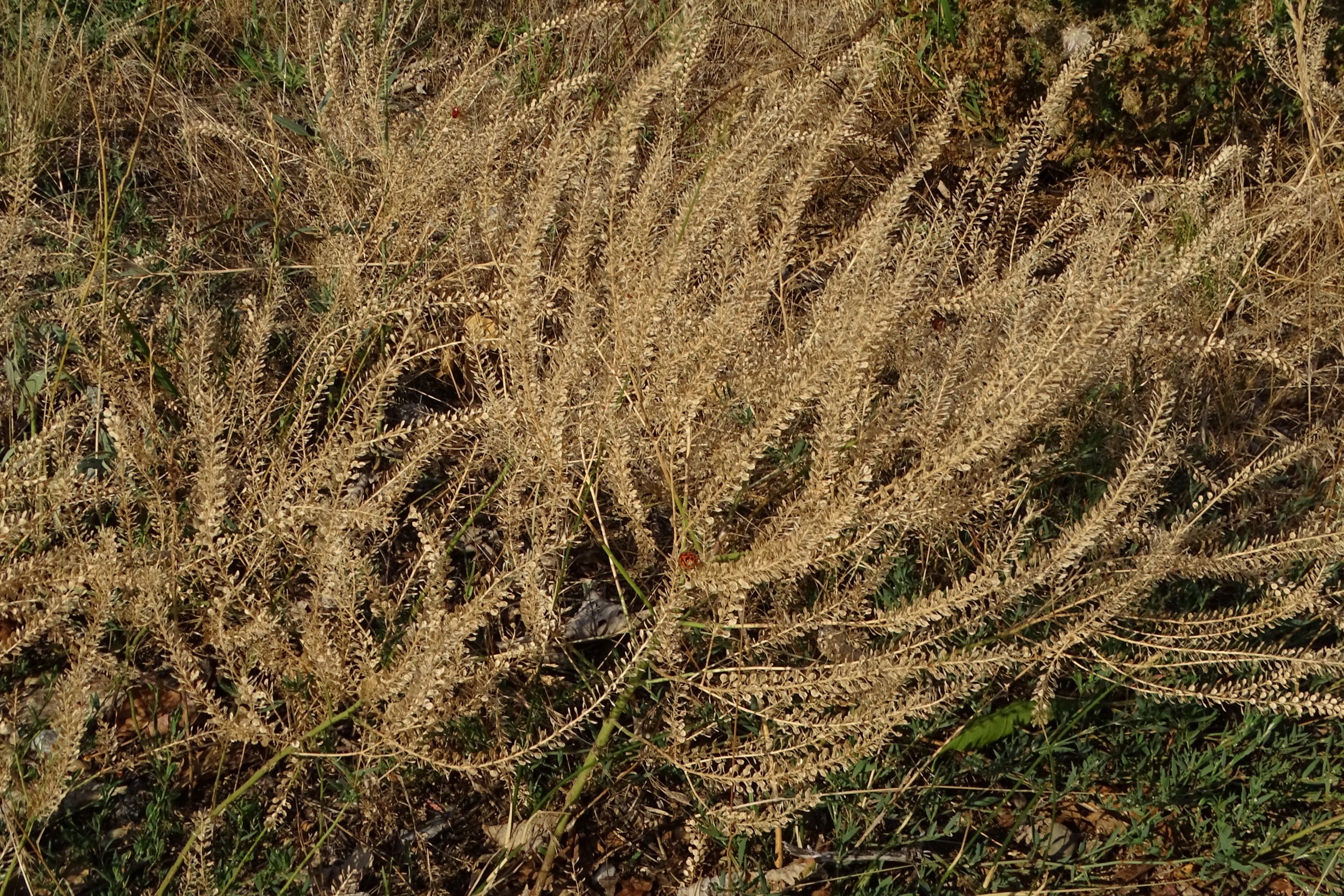 DSC03336 lepidium, bernhardsthal-bhf, 2022-08-01.JPG