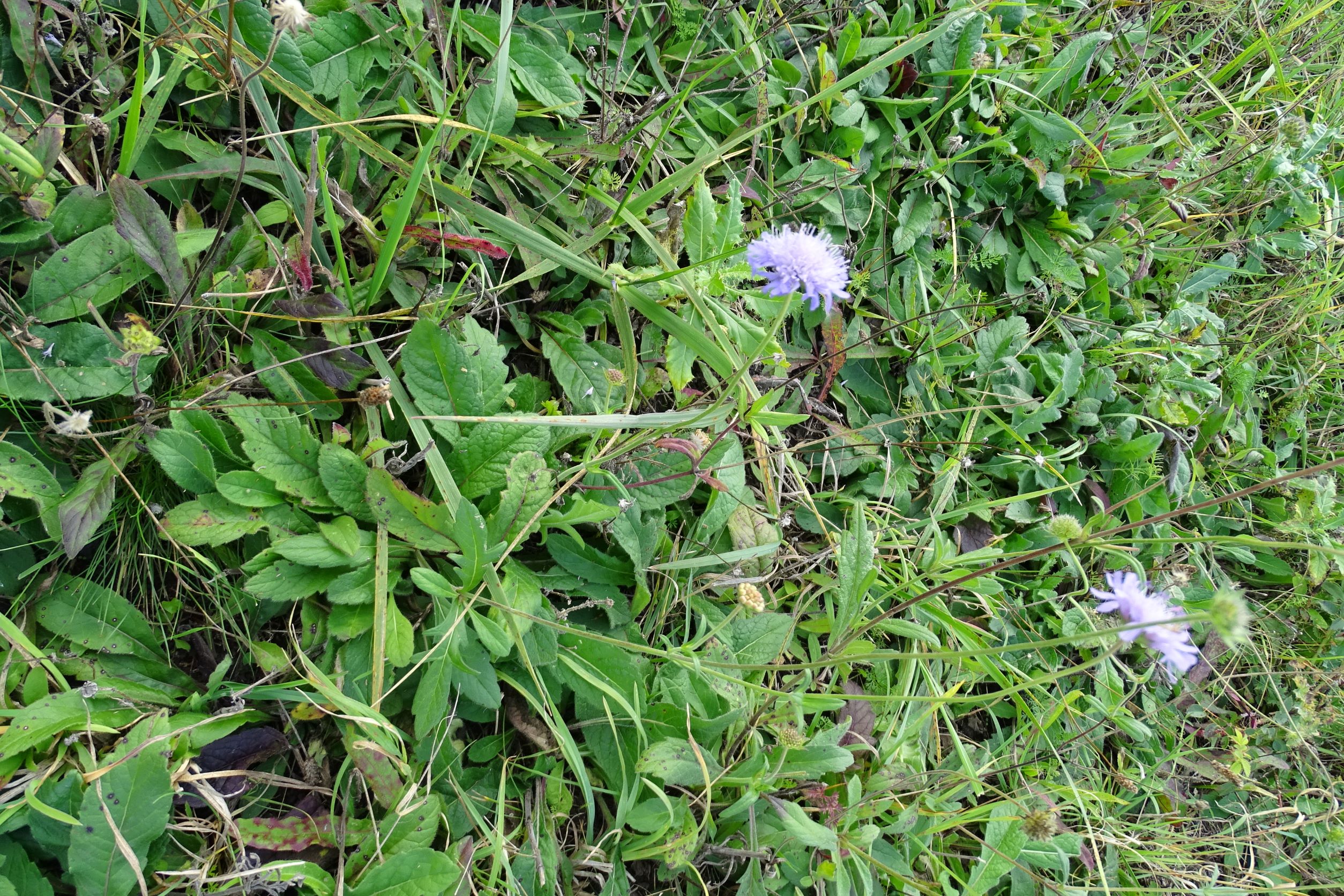 DSC01440 knautia sp., weiden-gols, 2020-10-10.JPG