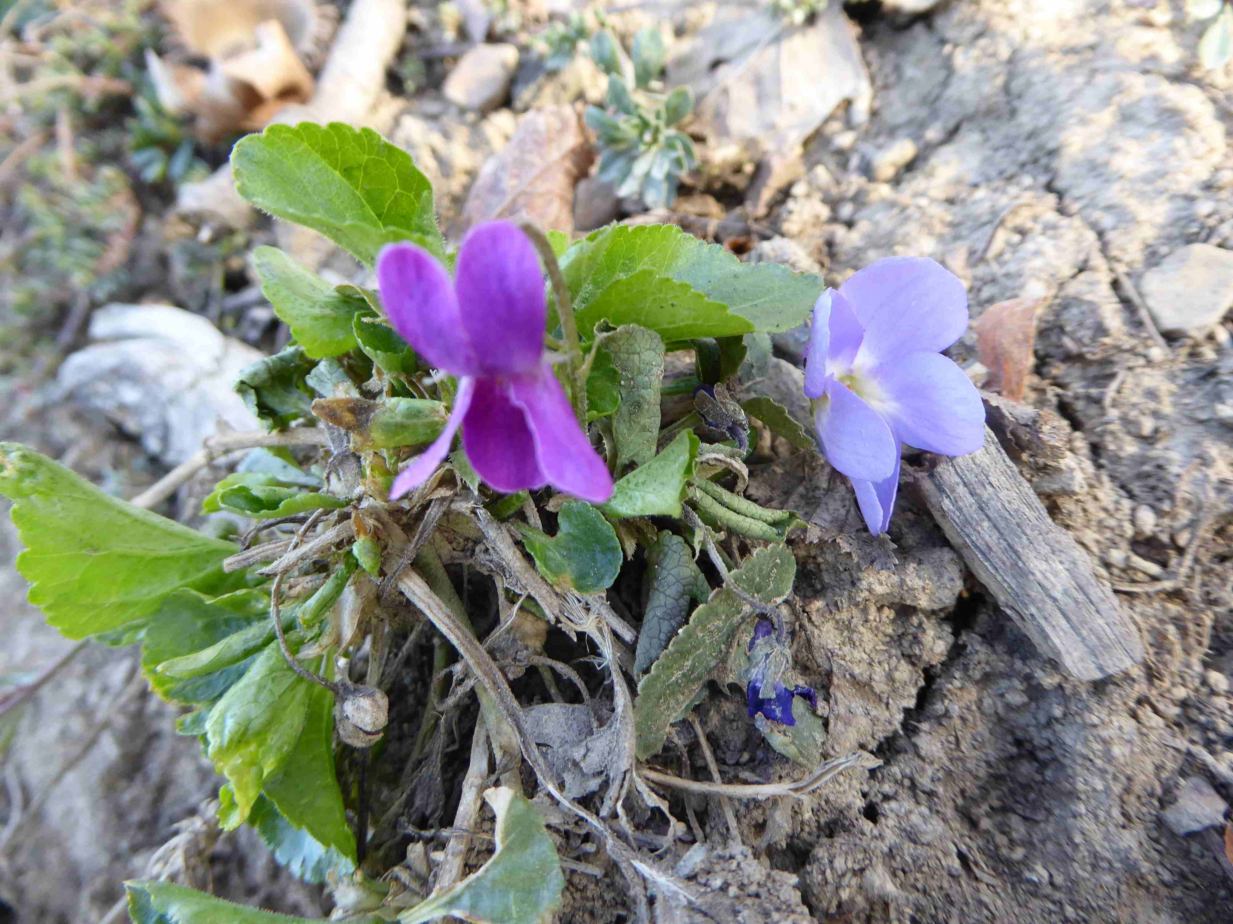 P1050842.JPG