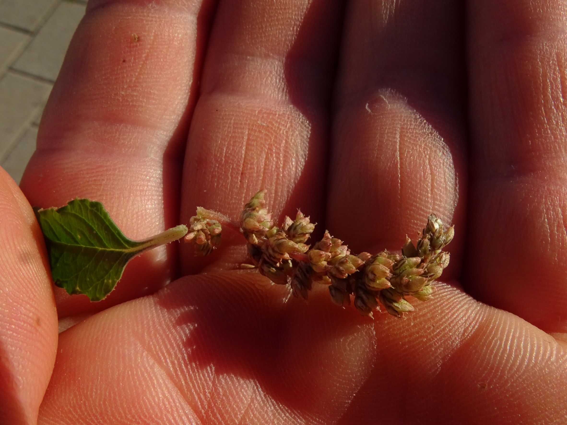 DSC04048 neusiedl, 2022-08-09, amaranthus deflexus.JPG