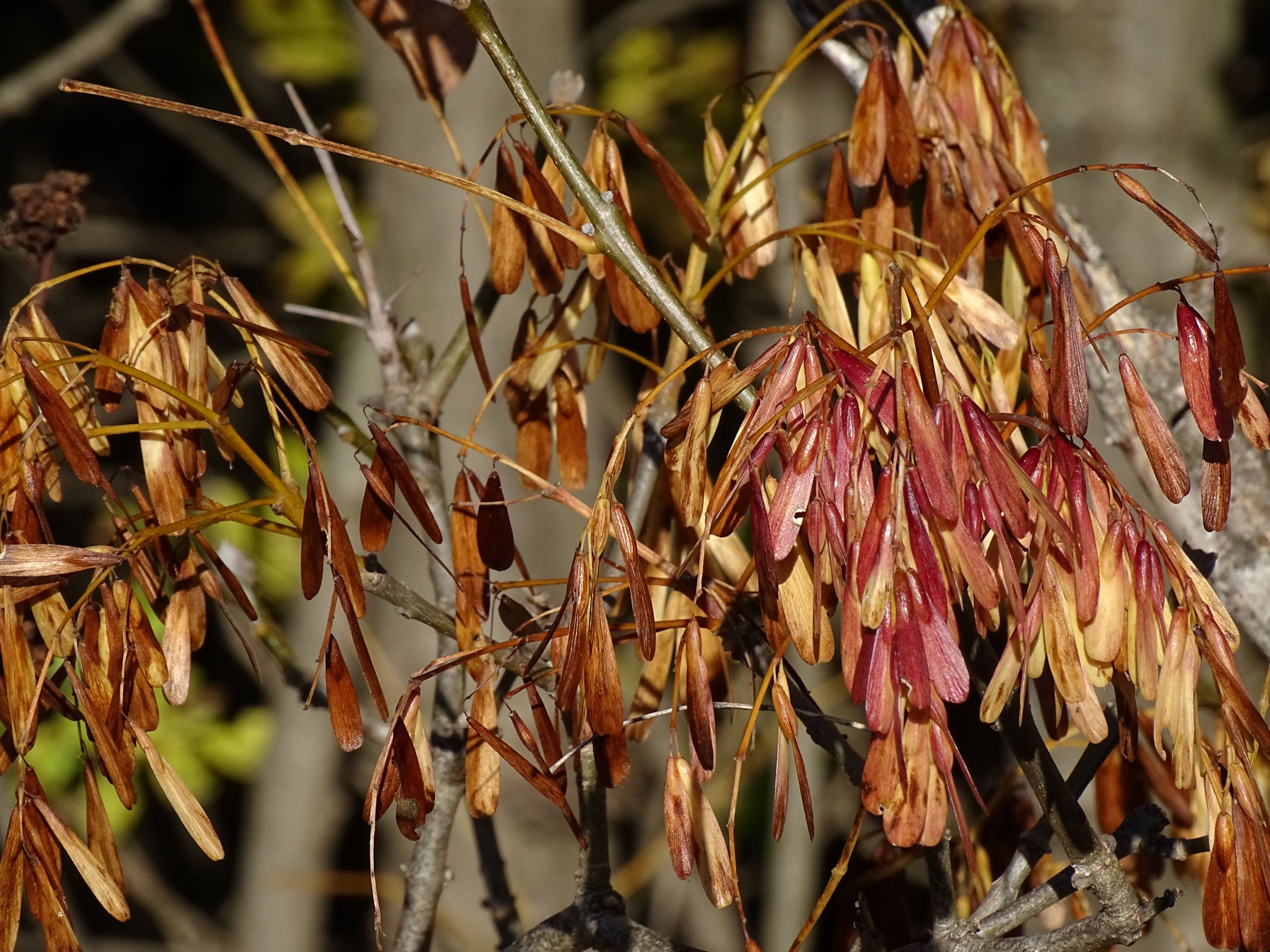 DSC04378 fraxinus ornus, breitenbrunn, 2021-11-05.JPG