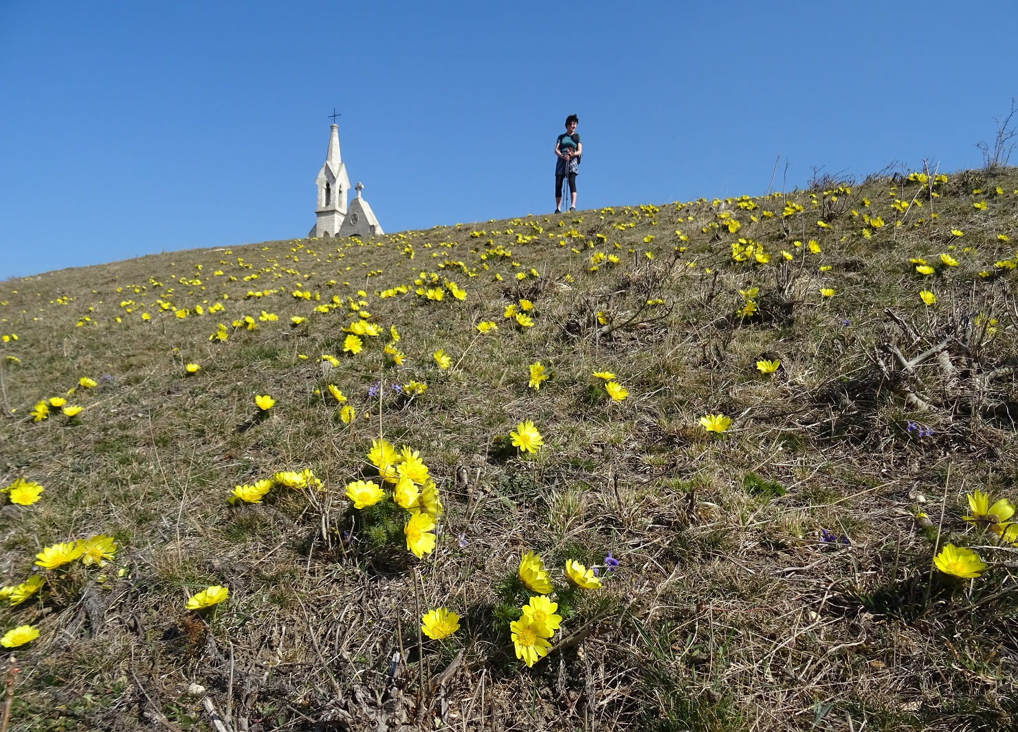 2022-03-24 Adonis vernalis.JPG