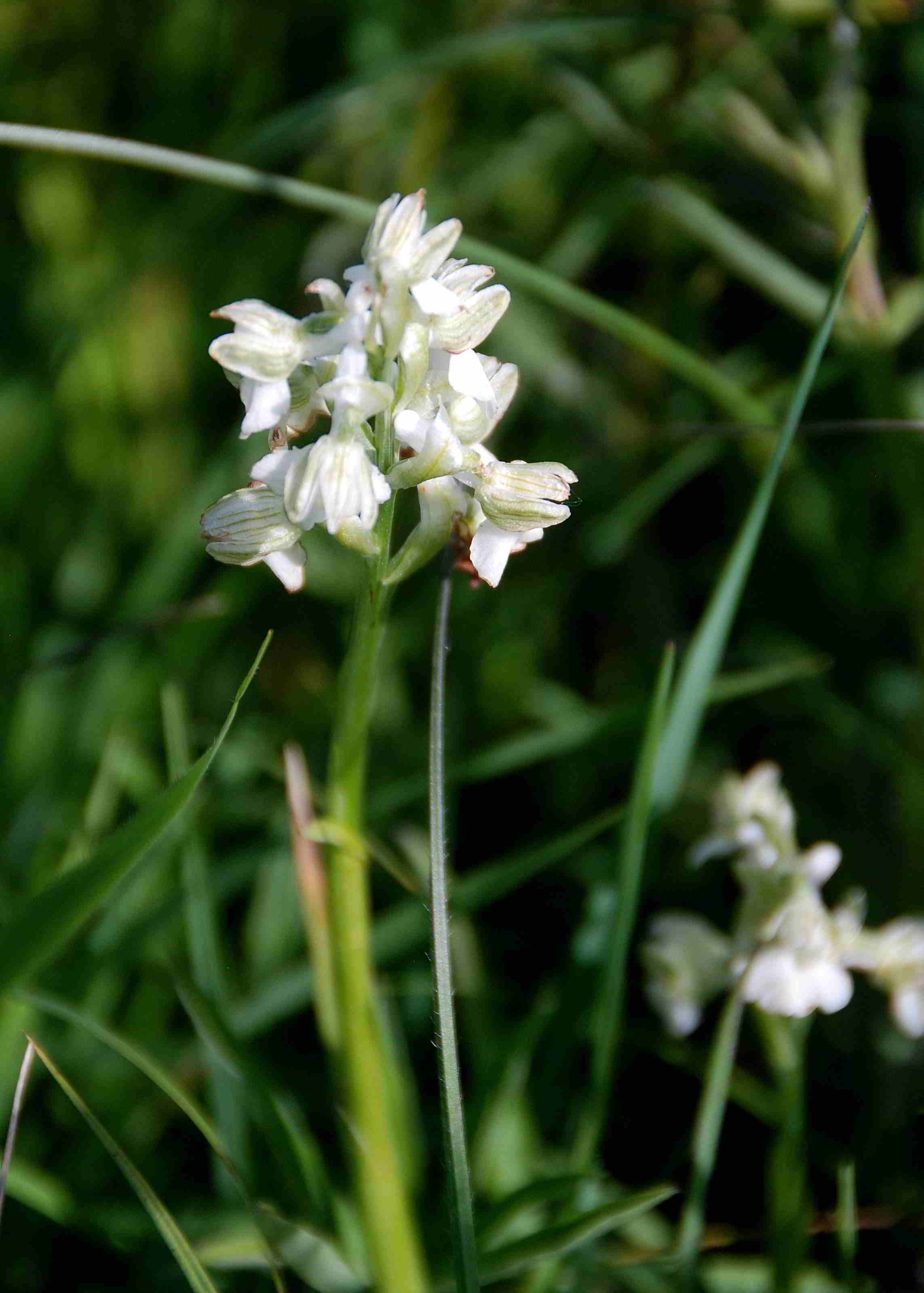 Anacamptis morio -Kaltenleutgeben_22052016-(33).JPG