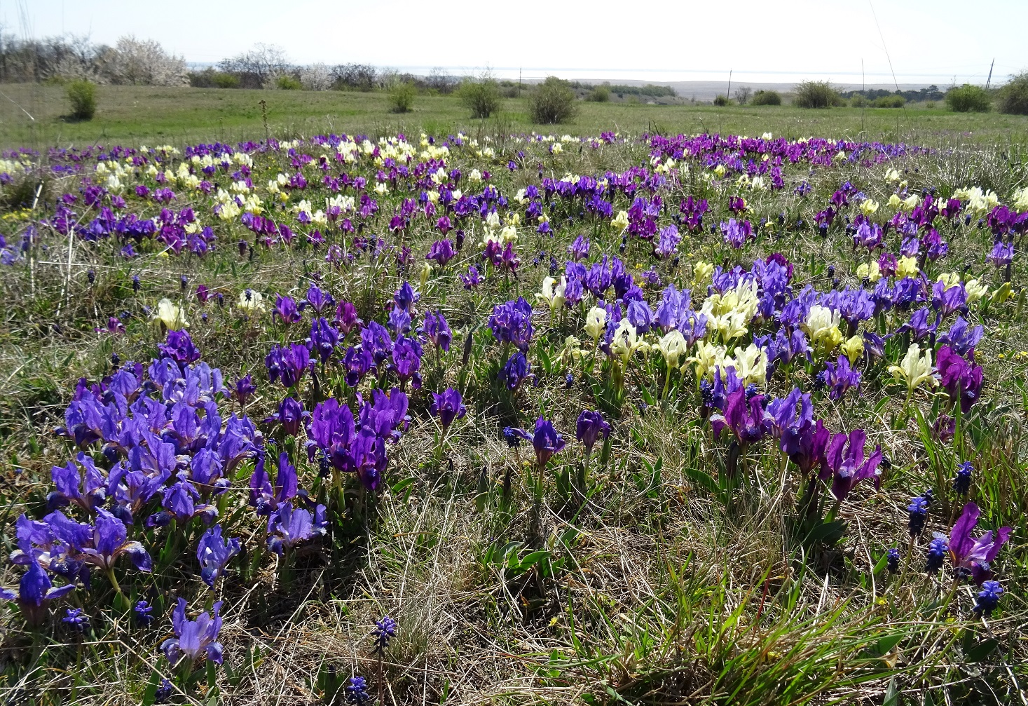 2022-04-13 Iris pumila.JPG