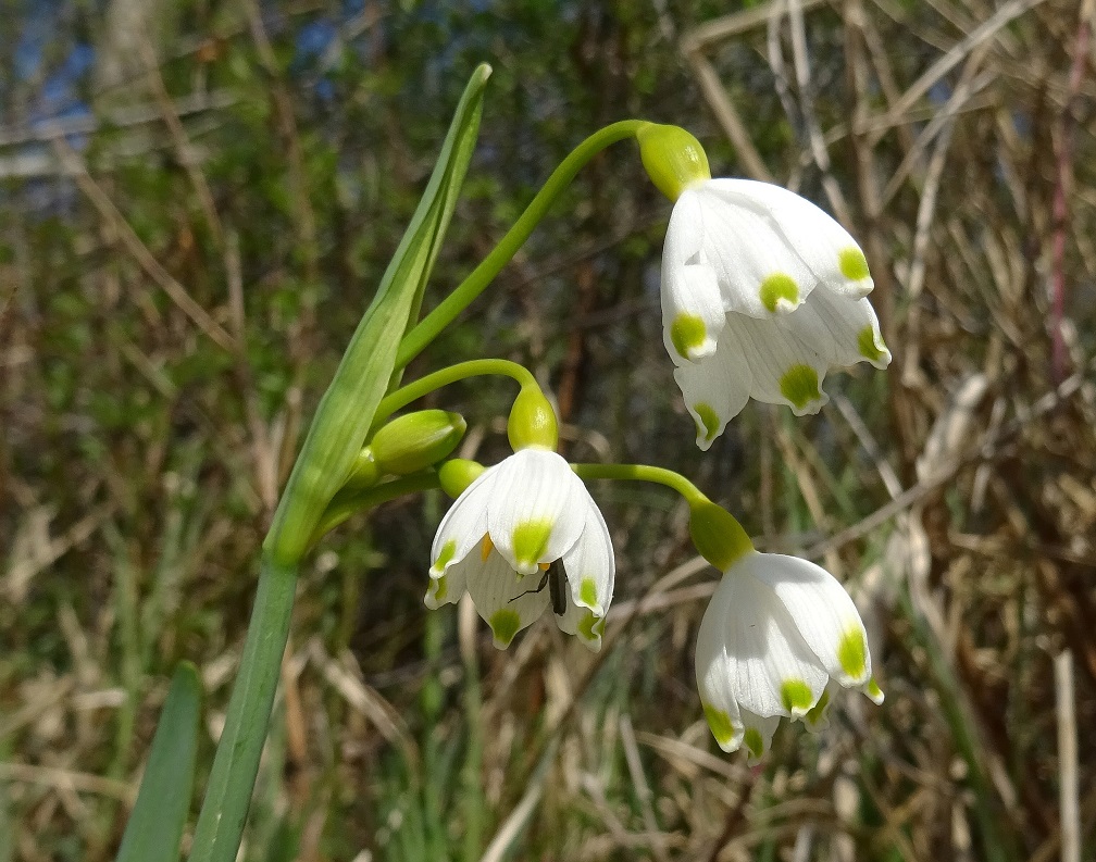 2022-04-21 Leucojum aestivalis.JPG