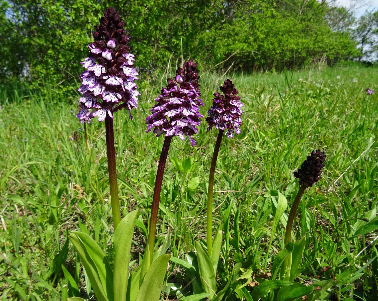 2022-04-30 Orchis purpurea.JPG