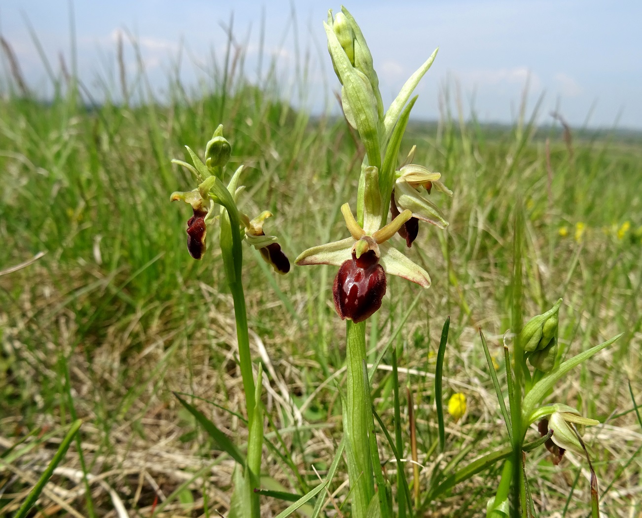 2022-05-02 Ophrys sphegodes.JPG