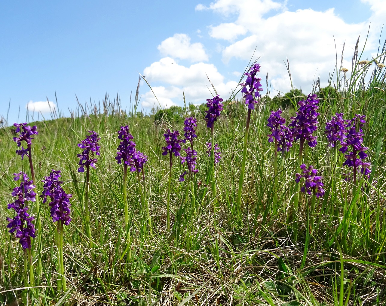 2022-05-05 Anacamptis morio.JPG