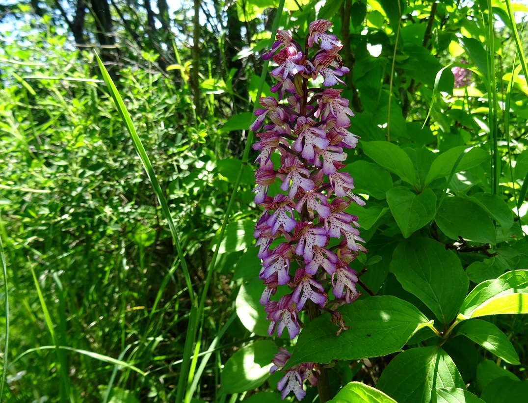 2022-05-19 Orchis militaris x purpurea.JPG