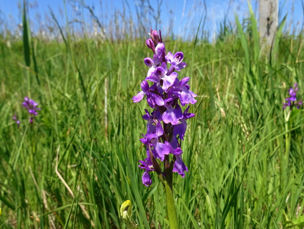 2022-05-22 Anacamptis palustris.JPG