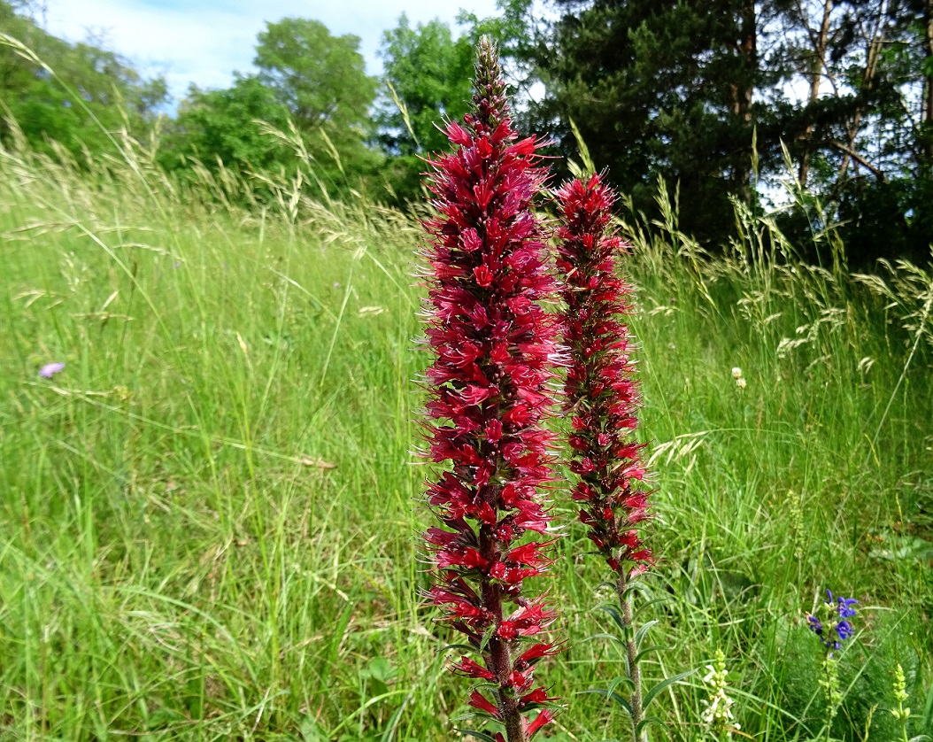 2022-05-30 Echium maculatum .JPG