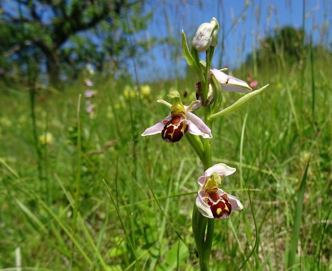 2022-06-02 Ophrys apifera .JPG