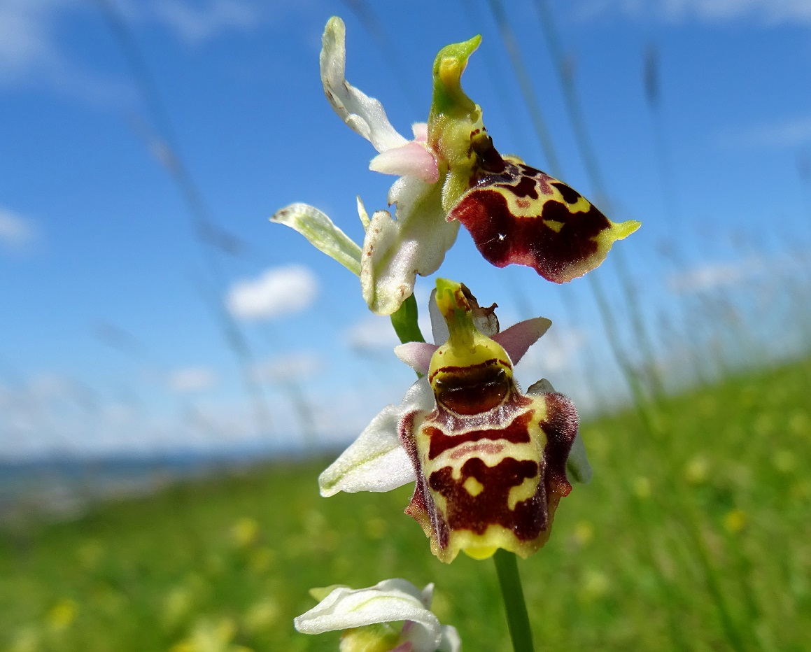 2022-06-02 Ophrys x albertiana.JPG