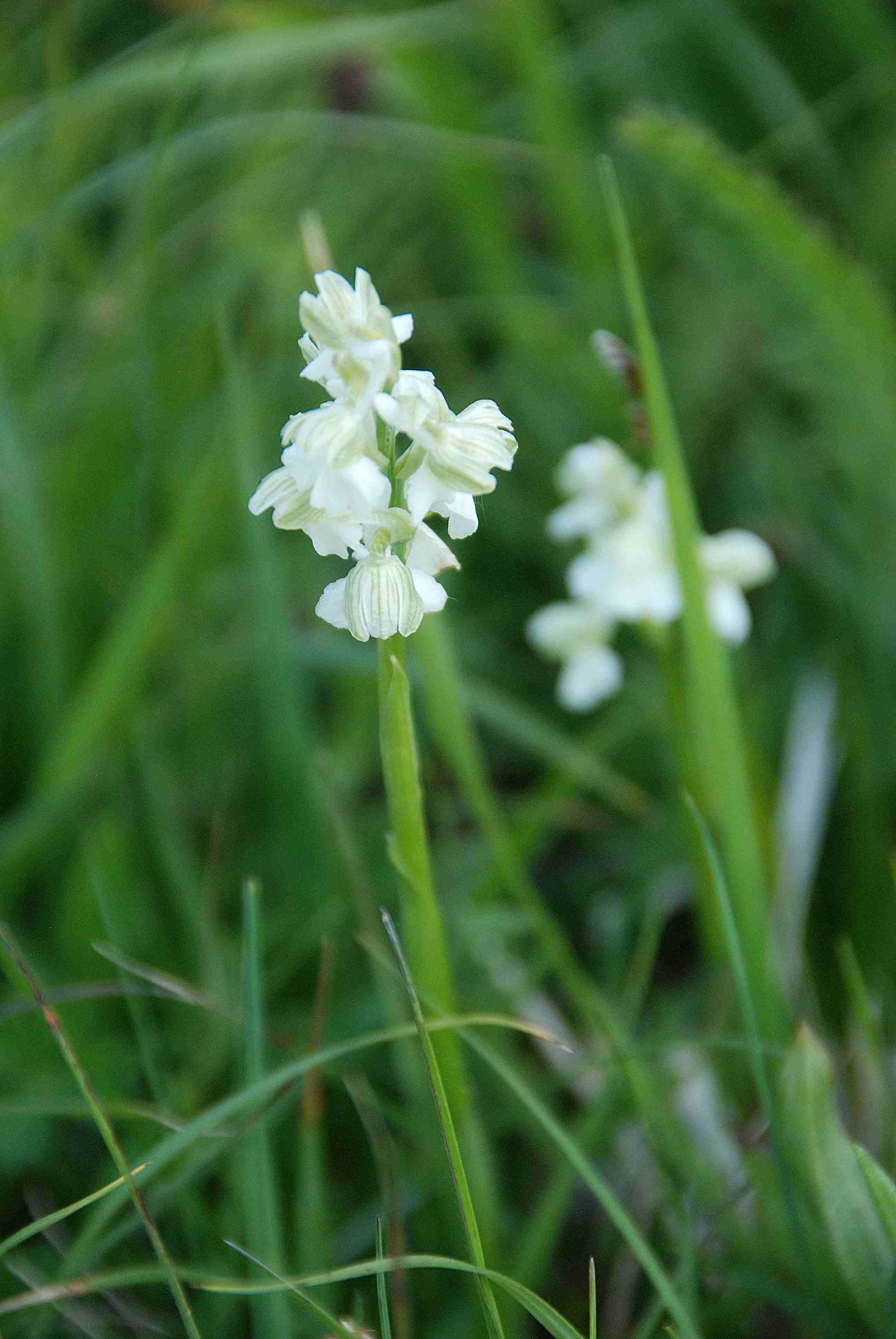 Anacamptis morio -Kaltenleutgeben_08052016_(33).JPG