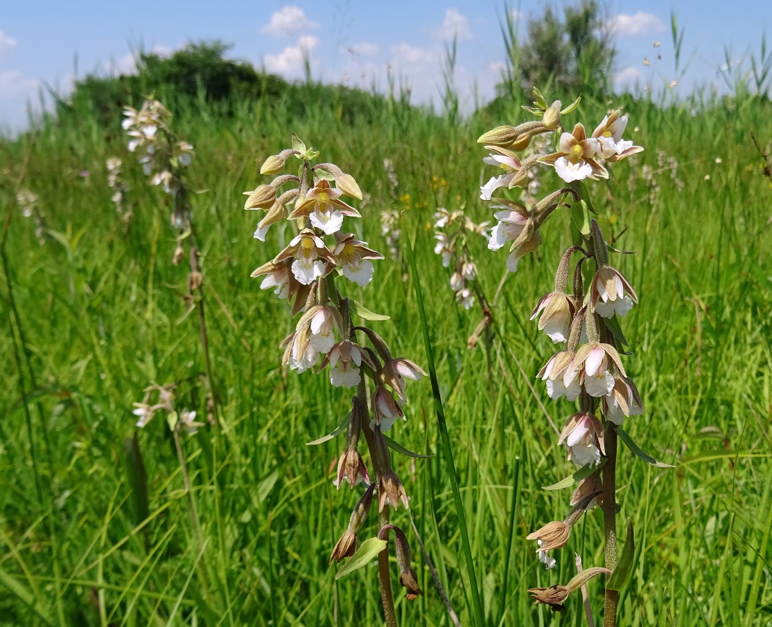 2022-06-23 Epipactis palustris.JPG