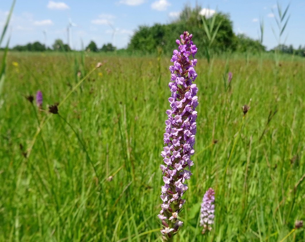 2022-06-23 Gymnadenia odoratissima.JPG