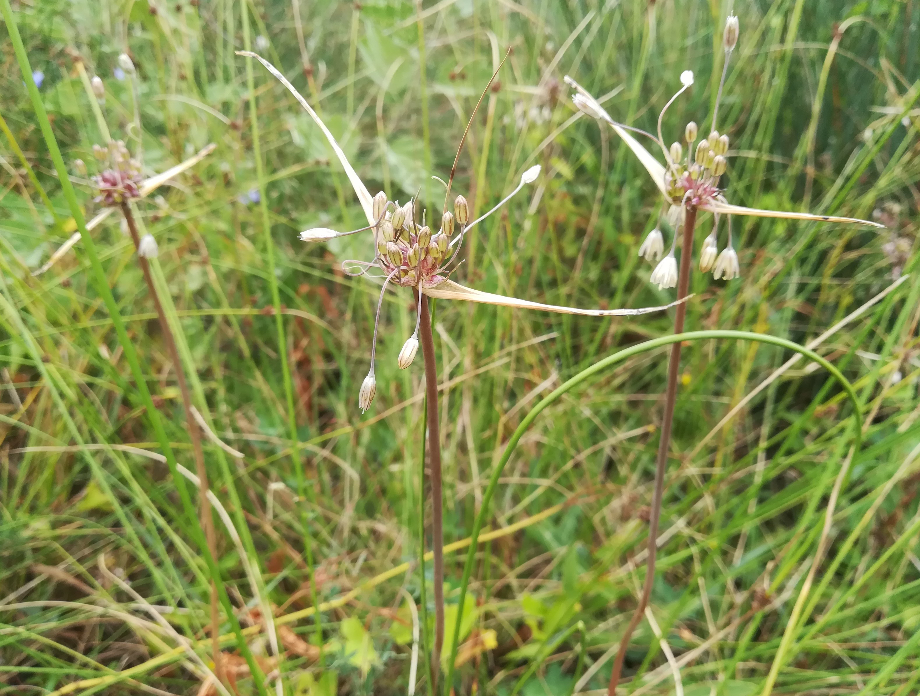 allium oleraceum foce dell'isonzo friaul-julisch venetien italien_20220730_111951.jpg