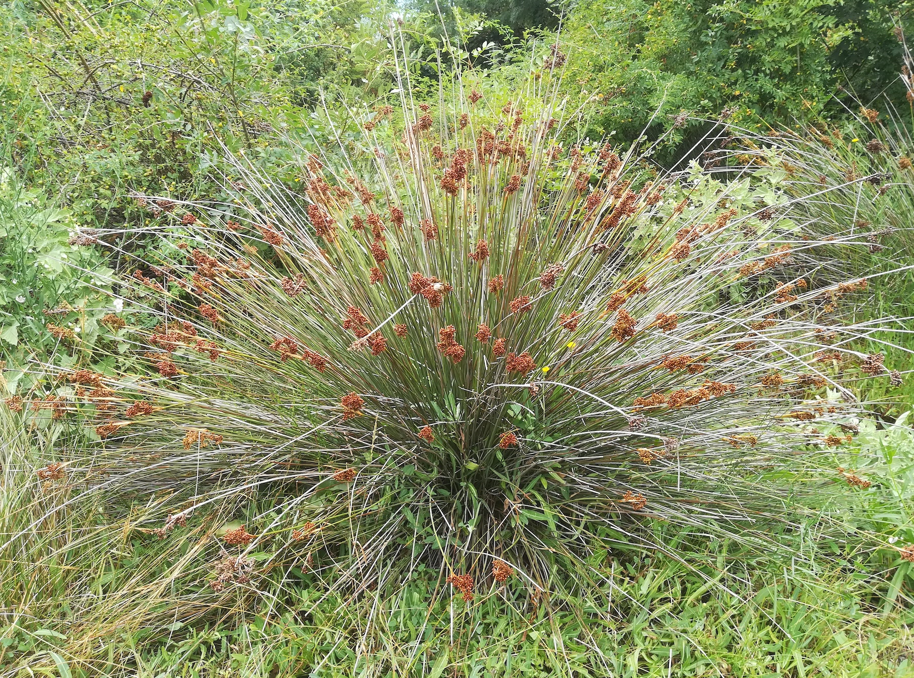 juncus acutus foce dell'isonzo friaul-julisch venetien italien_20220730_112844.jpg