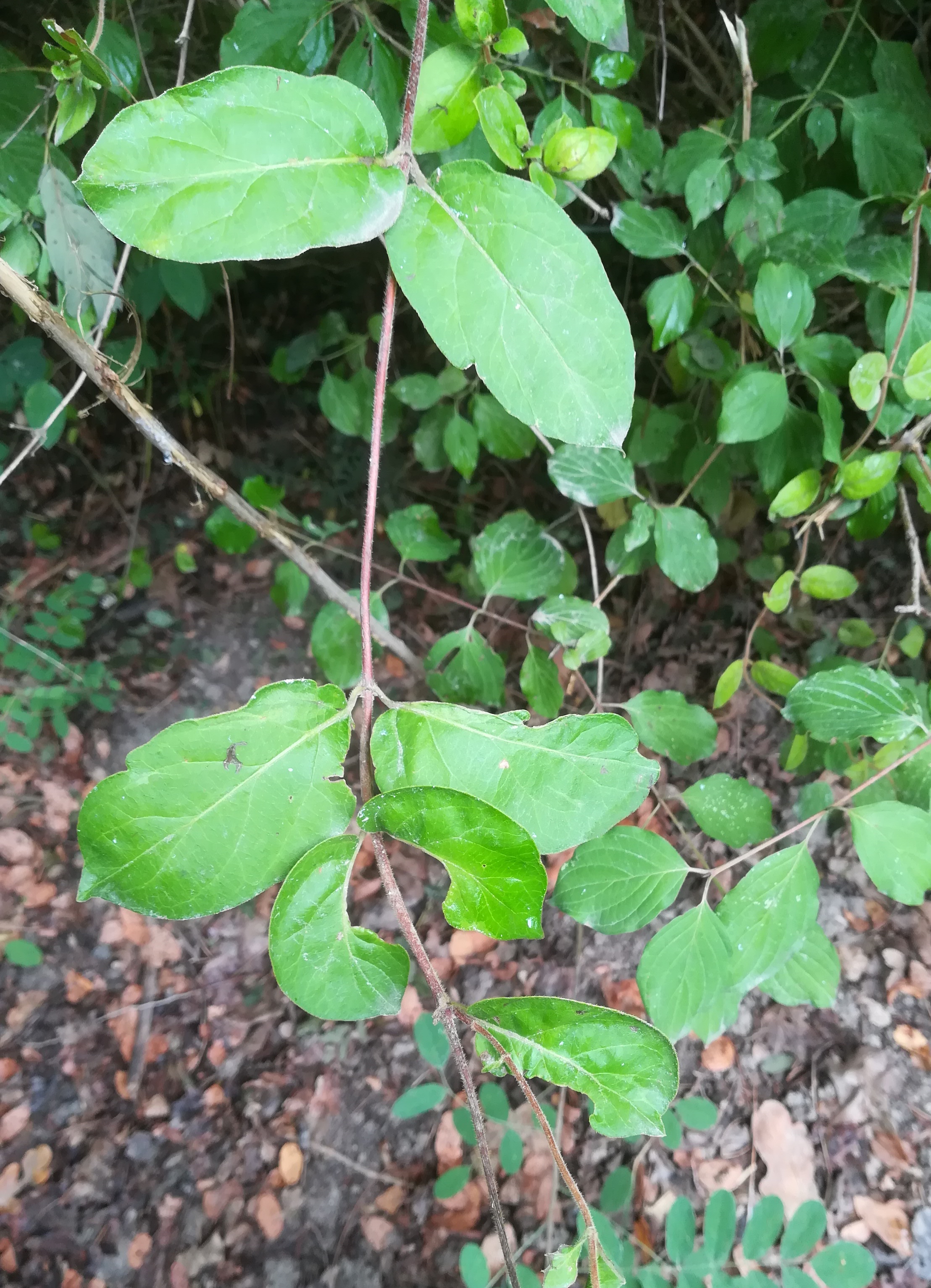 lonicera sp. foce dell'isonzo friaul-julisch venetien italien_20220730_104648.jpg