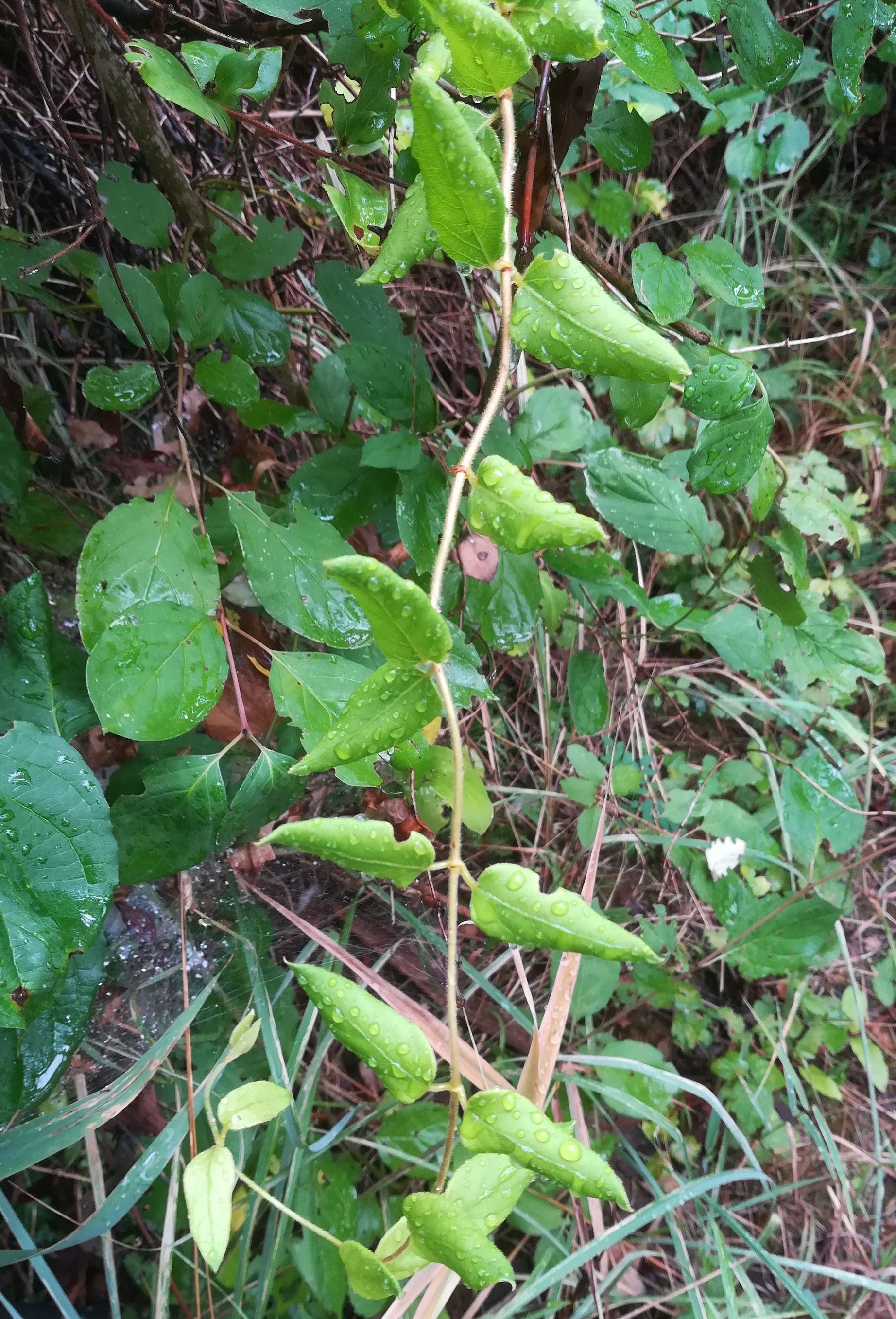 lonicera sp. foce dell'isonzo friaul-julisch venetien italien_20220730_105016.jpg