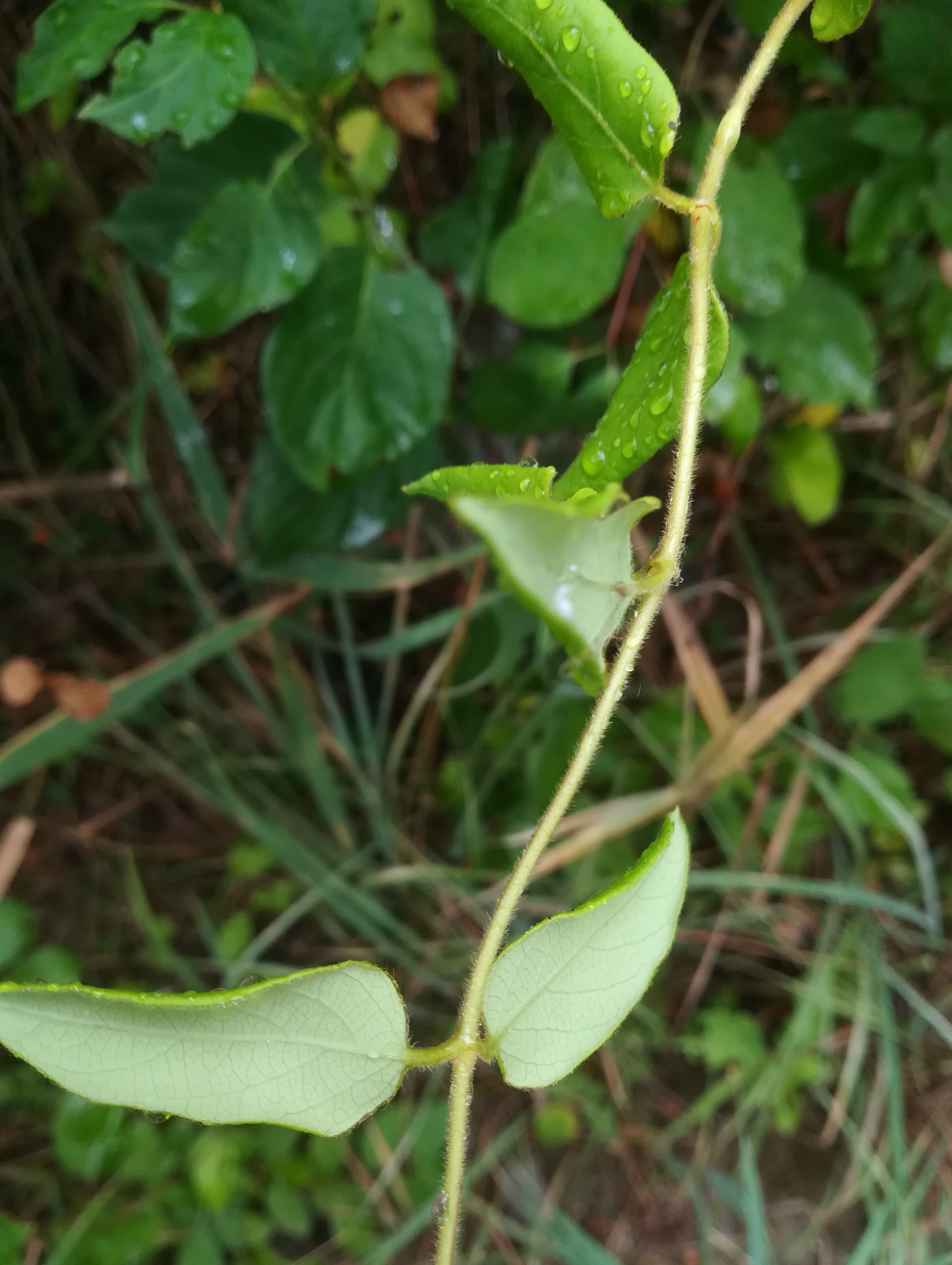 lonicera sp. foce dell'isonzo friaul-julisch venetien italien_20220730_105025.jpg