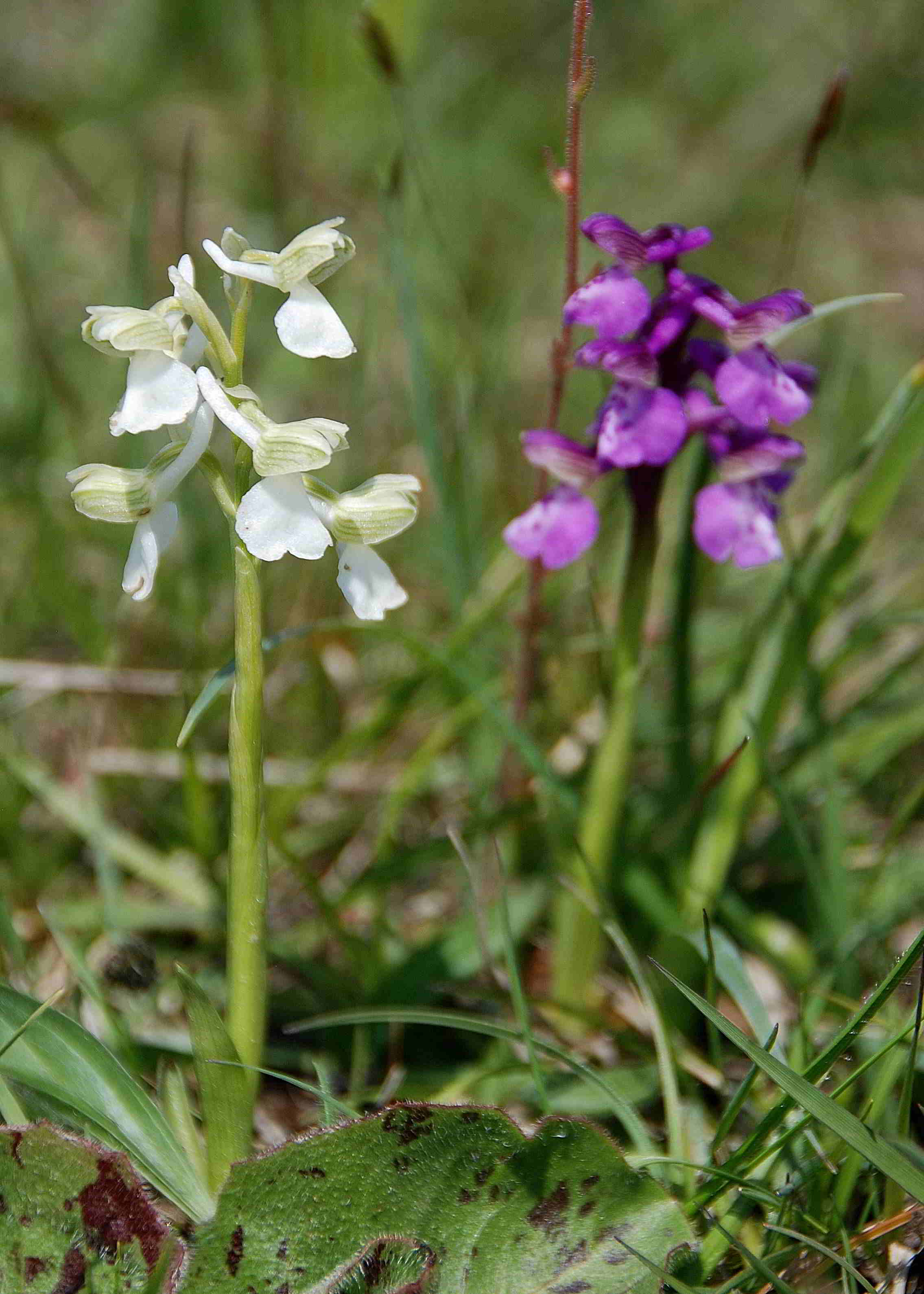 Anacamptis morio-Sittendorf-29042017-(2).JPG