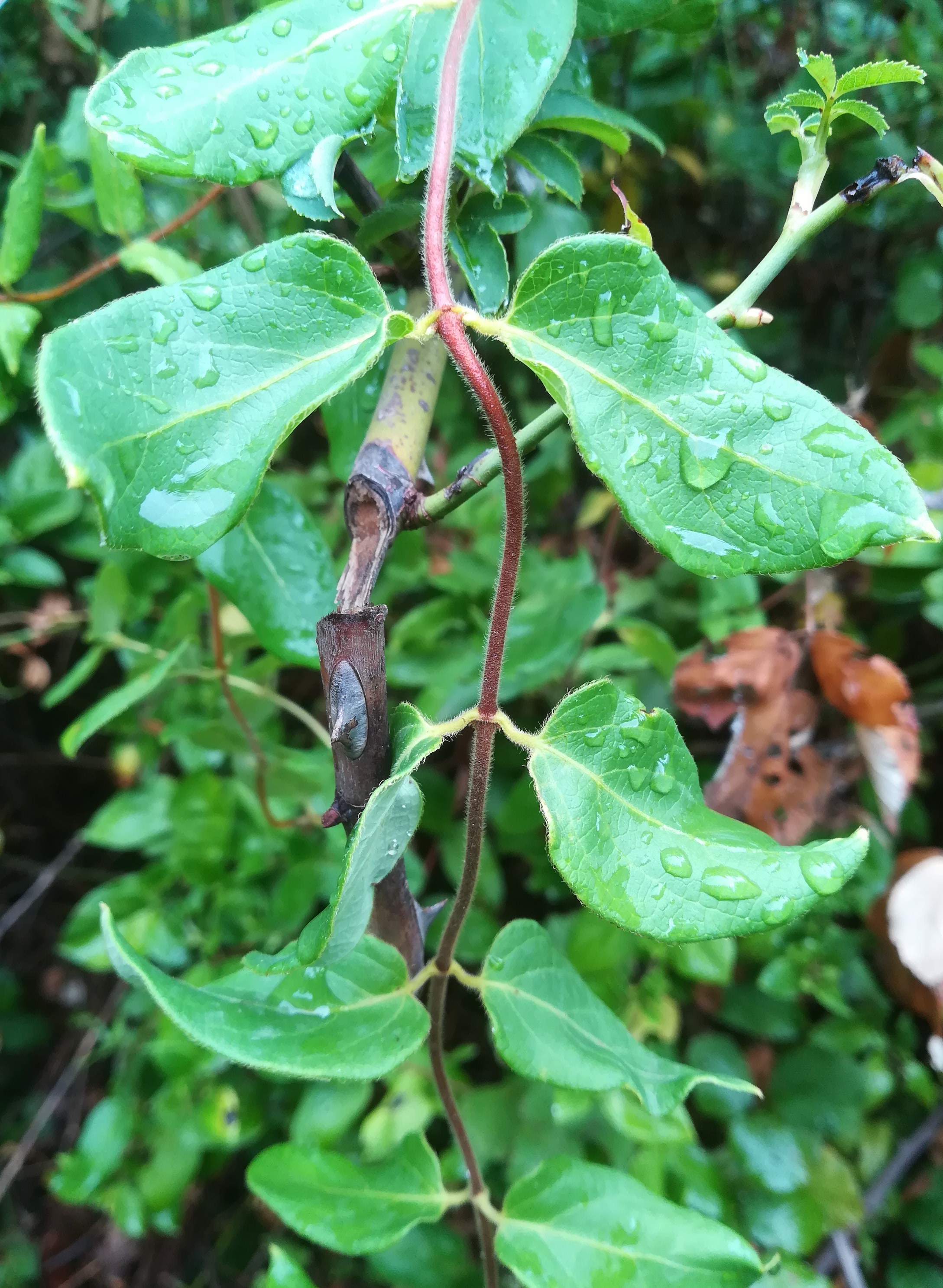 lonicera sp. foce dell'isonzo friaul-julisch venetien italien_20220730_105120.jpg