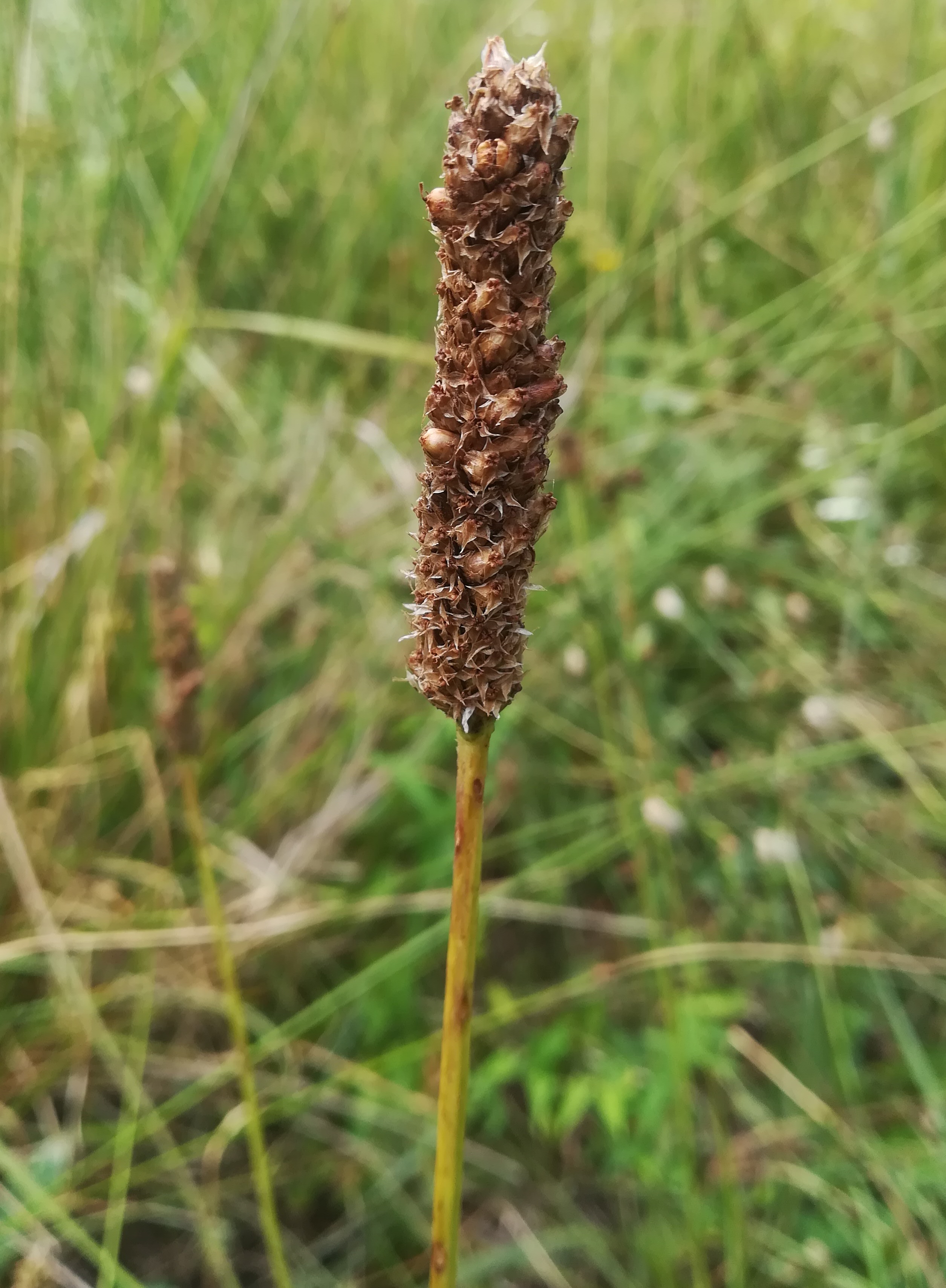 plantago cf. altissima foce dell'isonzo friaul-julisch venetien italien_20220730_123418.jpg