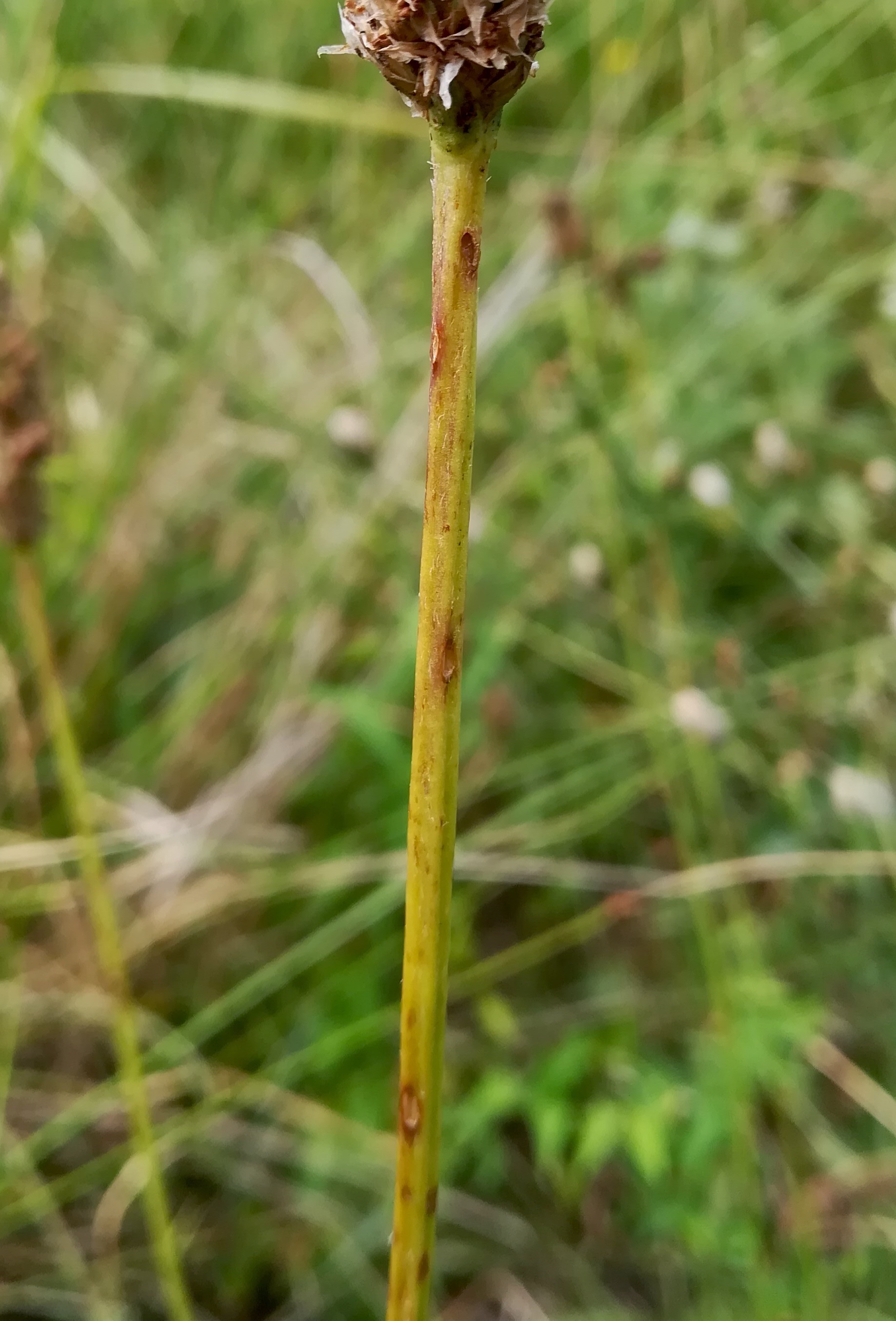 plantago cf. altissima foce dell'isonzo friaul-julisch venetien italien_20220730_123423.jpg