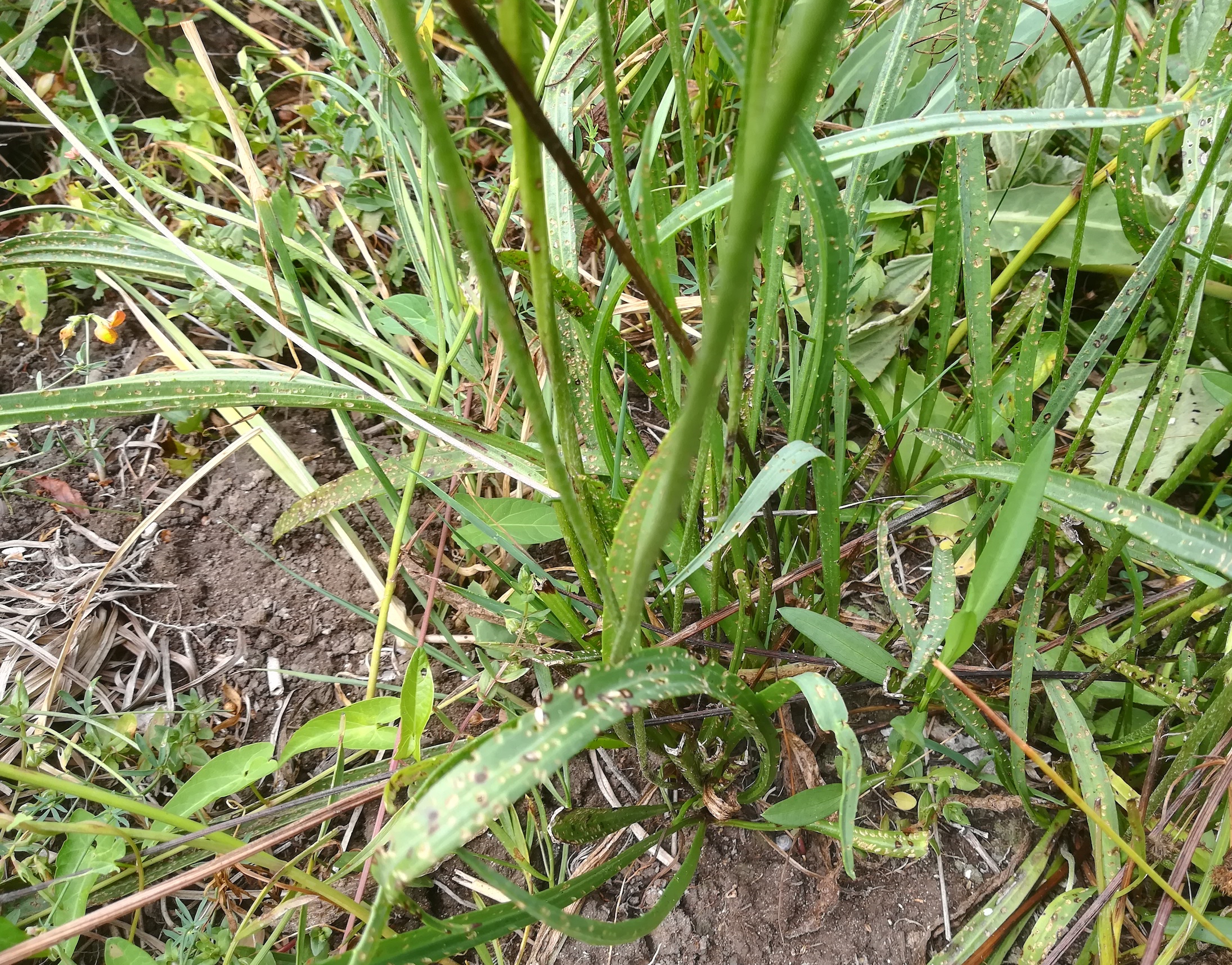 plantago cf. altissima foce dell'isonzo friaul-julisch venetien italien_20220730_123445.jpg