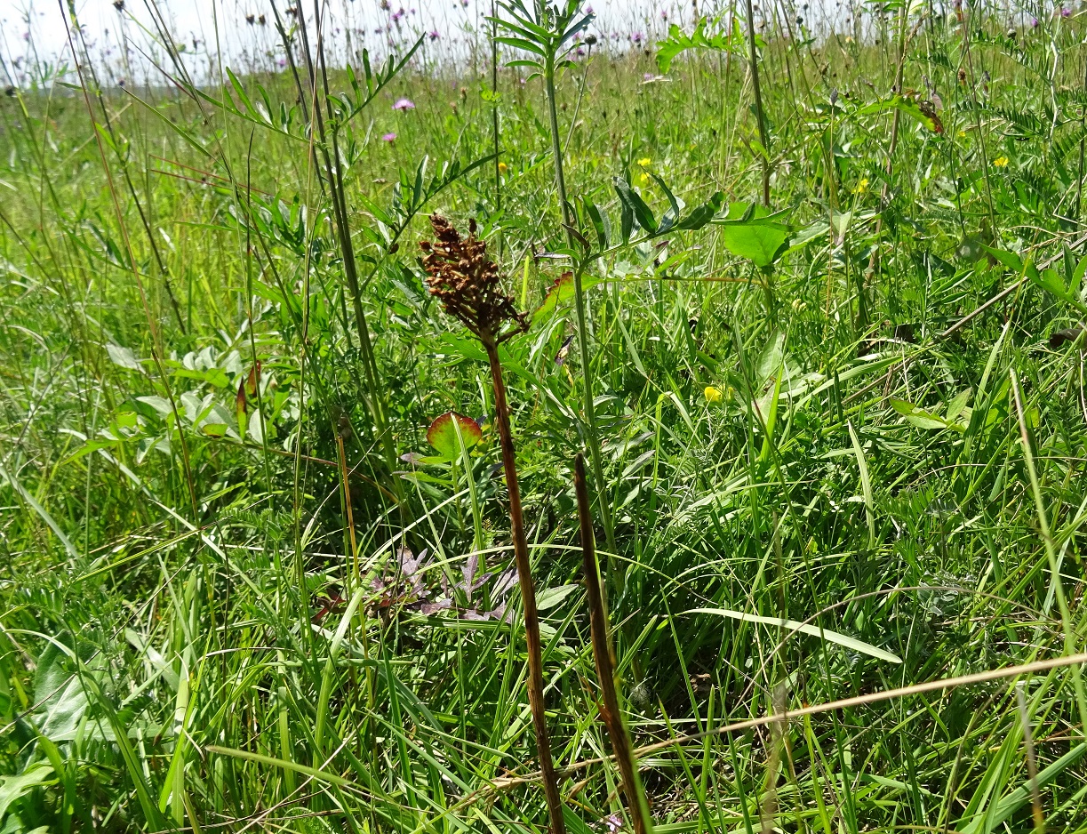 2022-06-23  Anacamptis pyramidalis.JPG