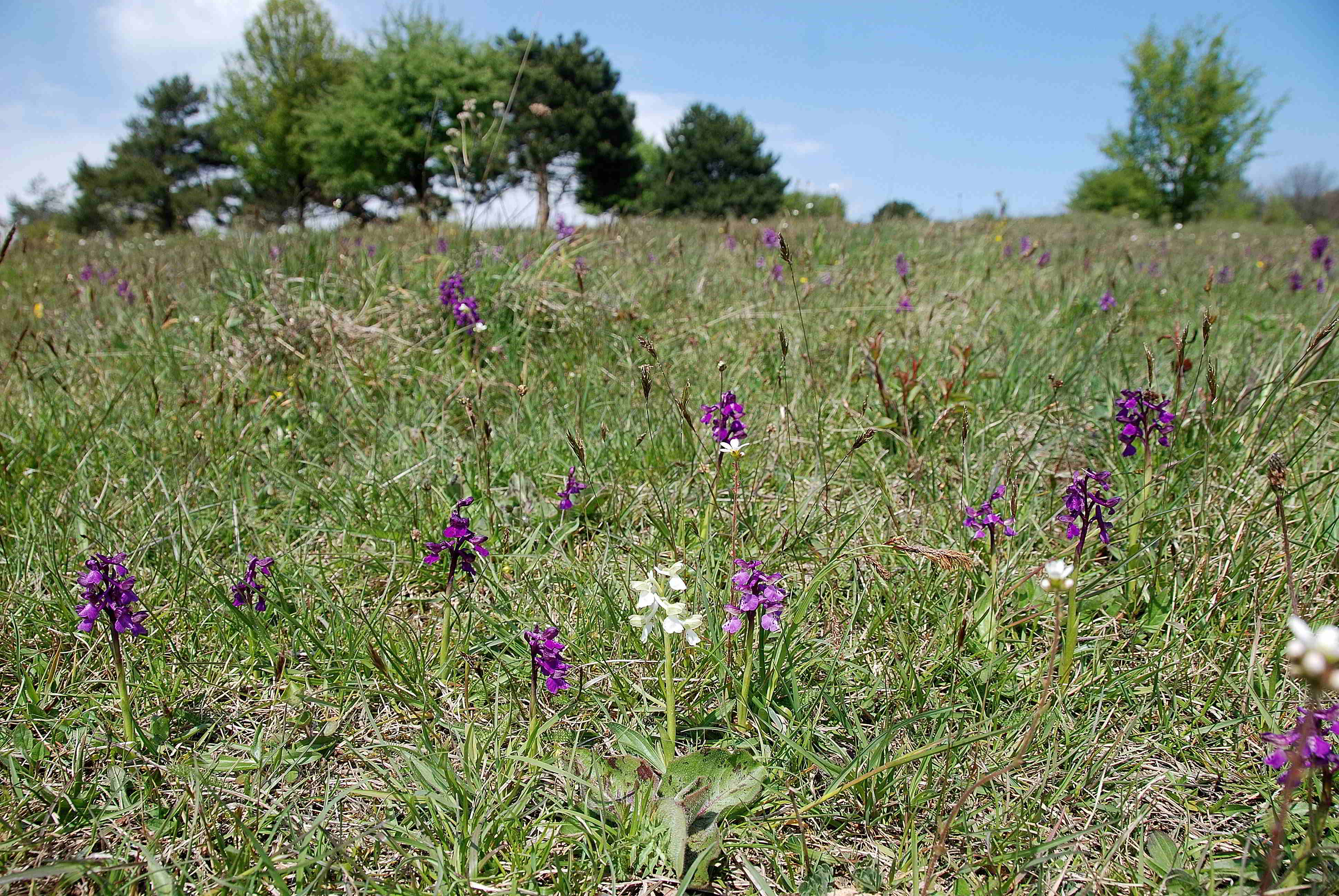 Anacamptis morio-Sittendorf-29042017-(3).JPG